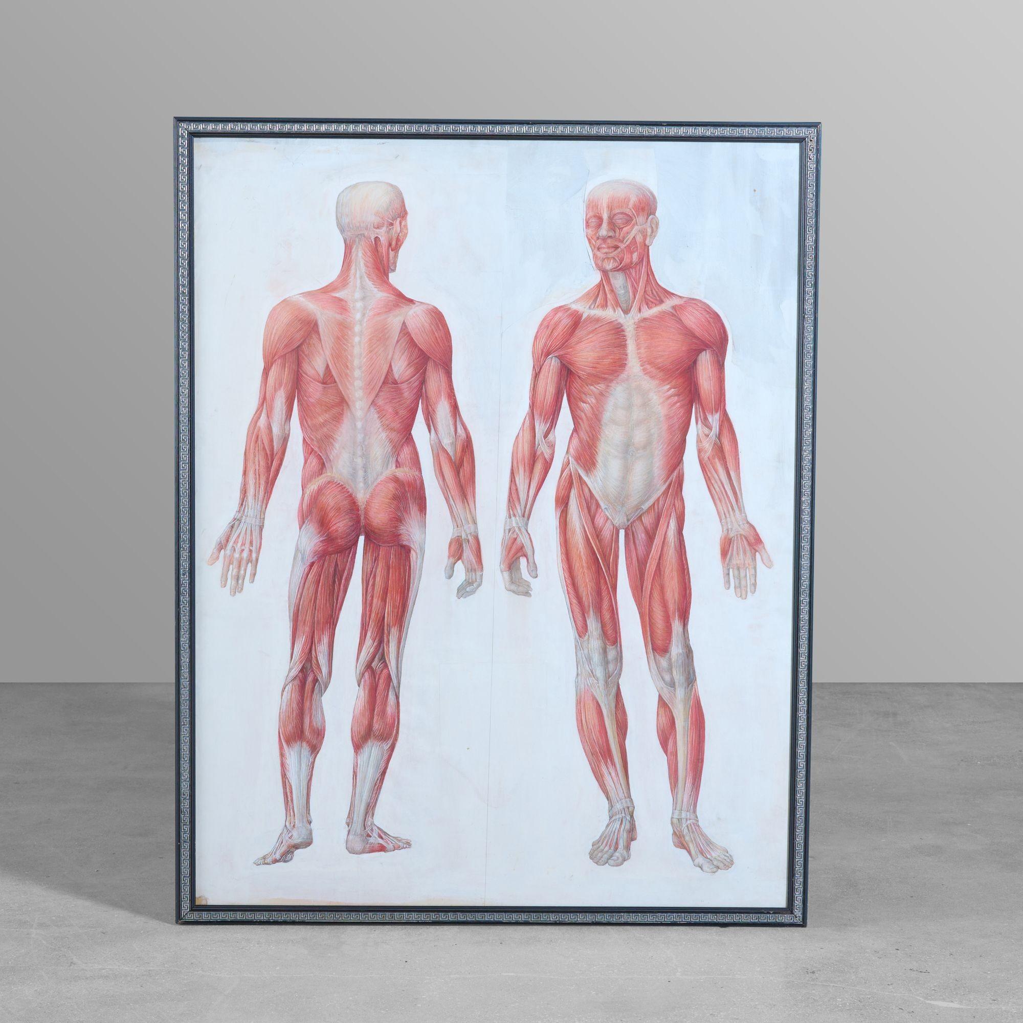 German Anatomy Poster For Sale