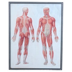 Anatomy Poster