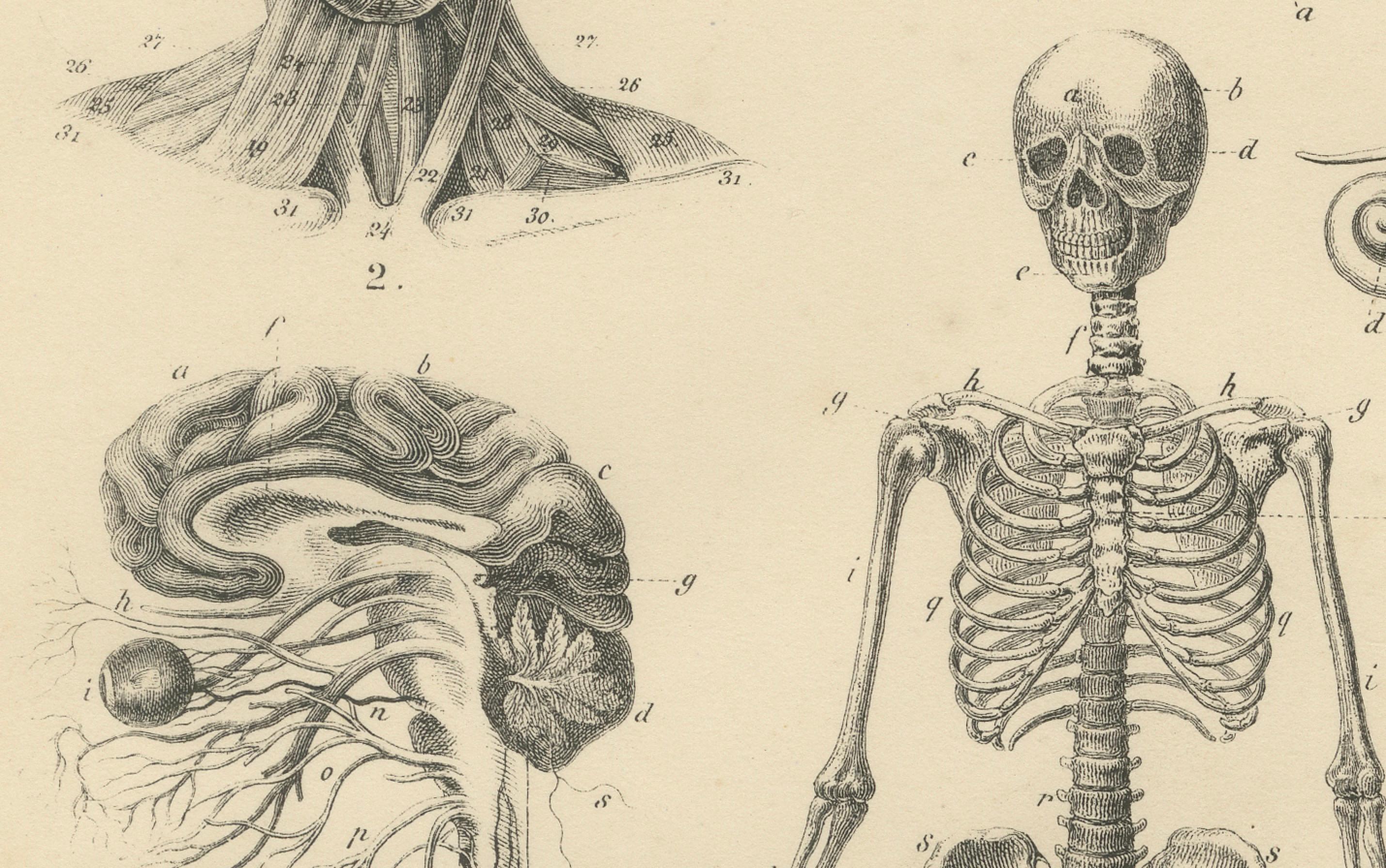 Anatomie Druck: Skelett, Schädel, Organe & Nerven Studie - Antike 1867

Dieser detaillierte antike Druck stellt eine umfassende anatomische Studie aus dem 19. Jahrhundert dar, in der das menschliche Skelett, der Schädel, die inneren Organe, das
