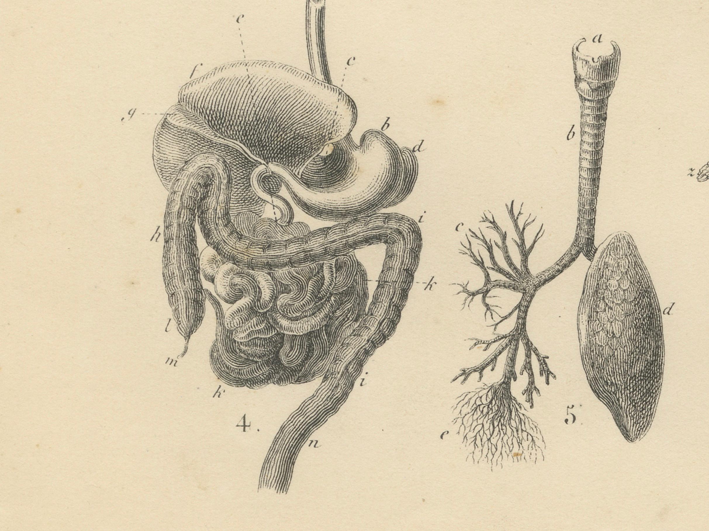 Anatomie Druck: Skelett, Schädel, Organe & Nerven Studie - Antike 1867 im Zustand „Gut“ im Angebot in Langweer, NL