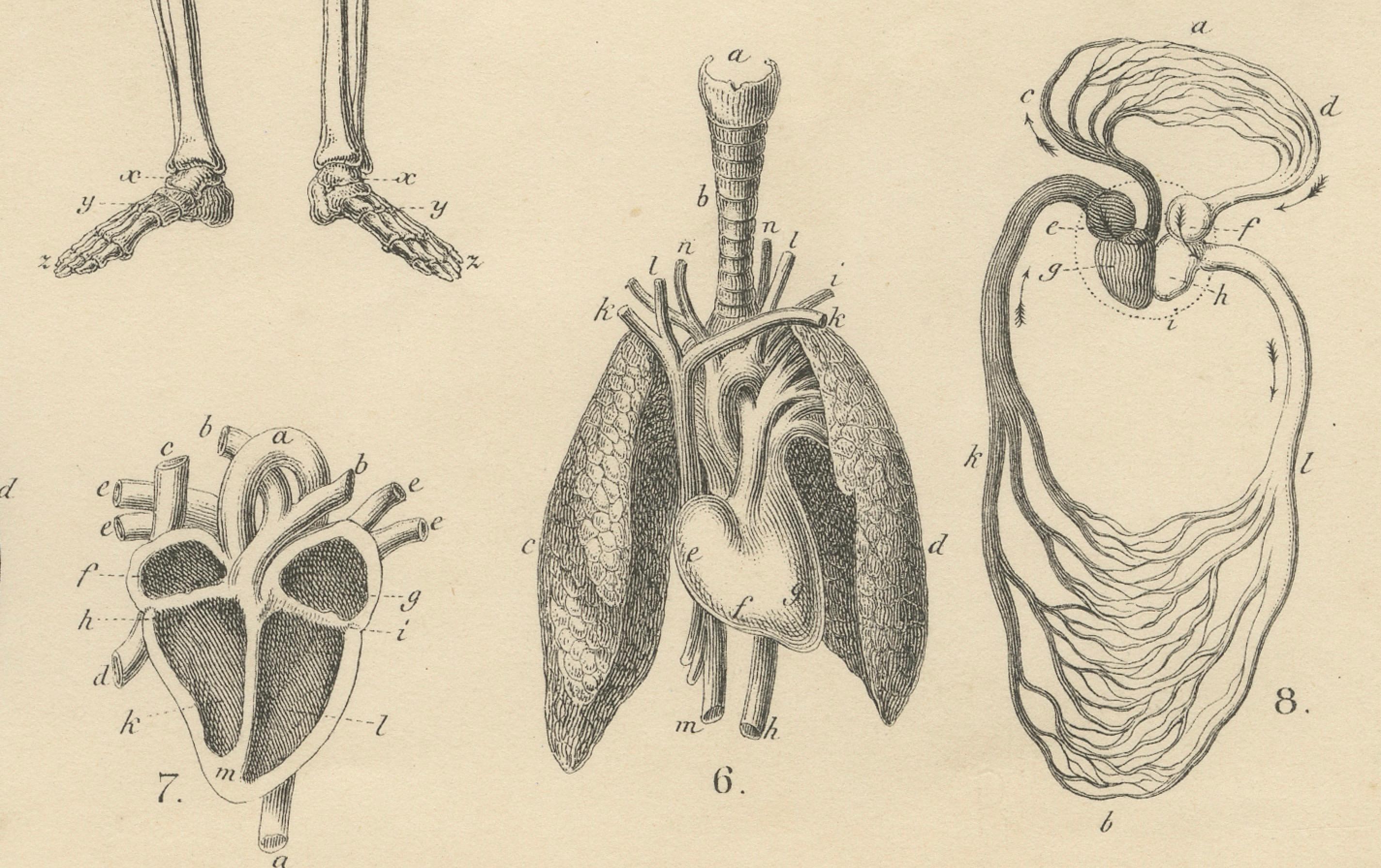 Anatomie Druck: Skelett, Schädel, Organe & Nerven Studie - Antike 1867 (Mittleres 19. Jahrhundert) im Angebot