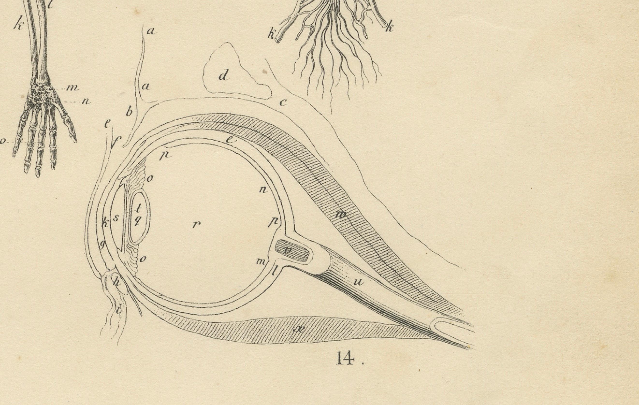 Anatomie Druck: Skelett, Schädel, Organe & Nerven Studie - Antike 1867 (Papier) im Angebot