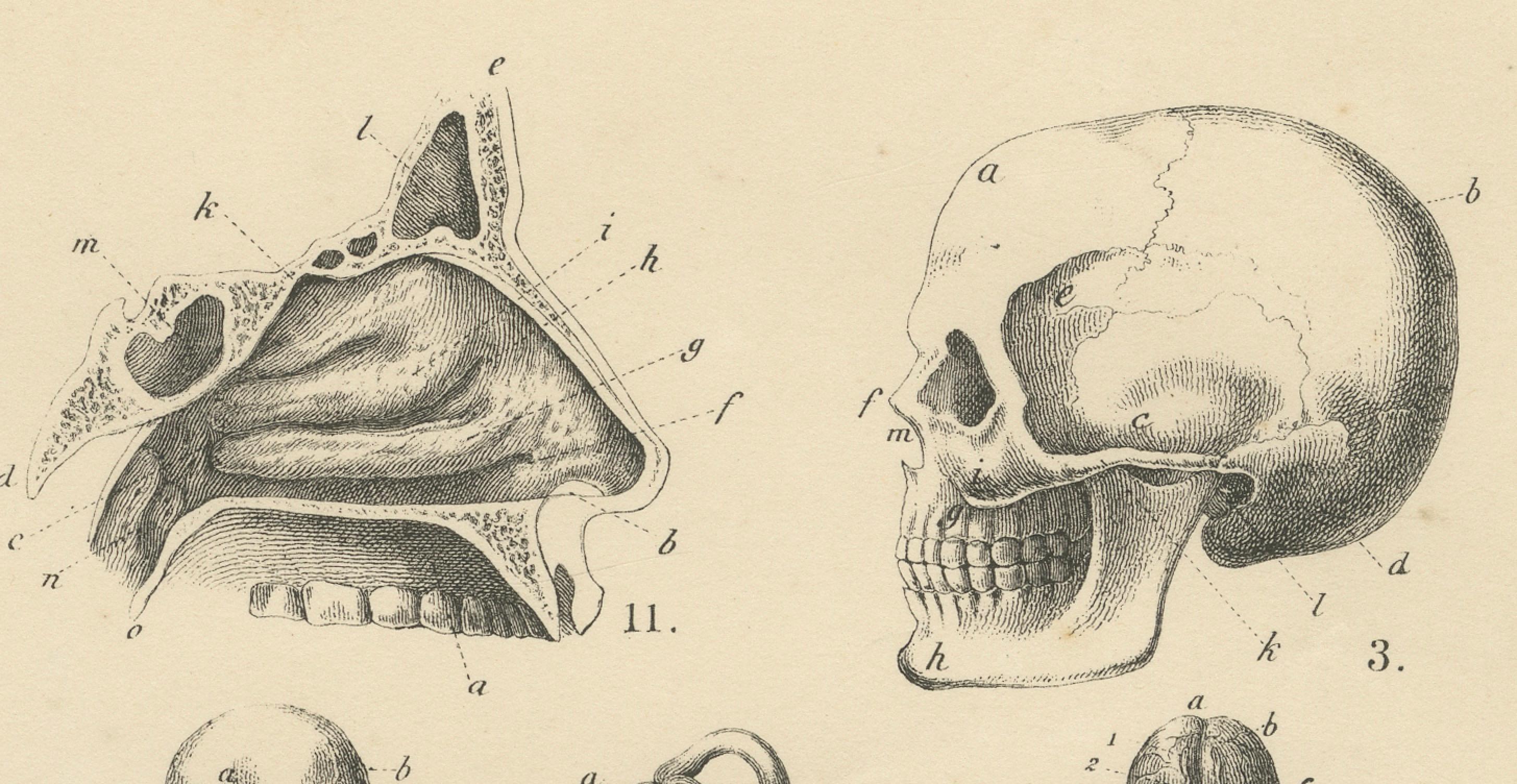 Anatomie Druck: Skelett, Schädel, Organe & Nerven Studie - Antike 1867 im Angebot 2