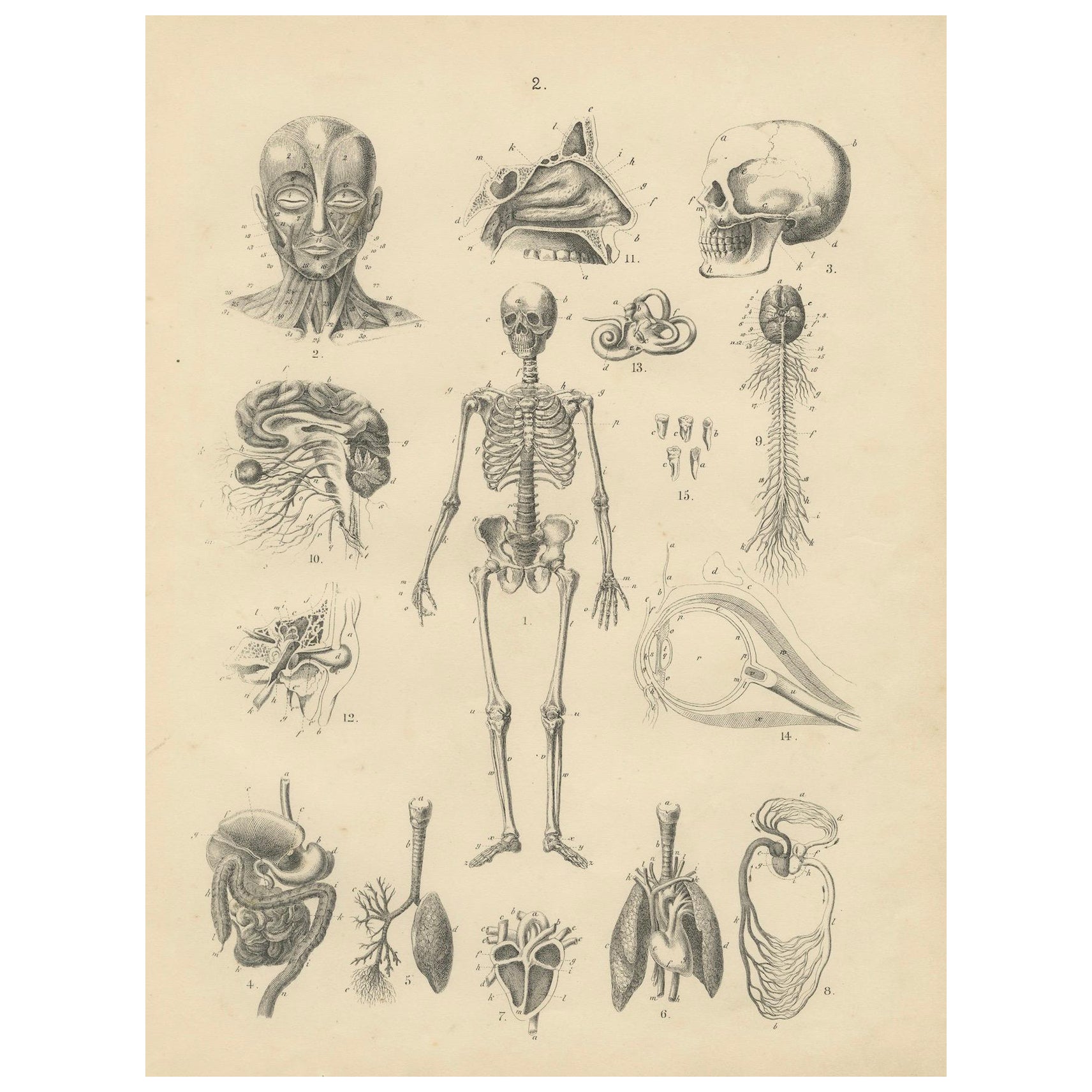 Anatomy Print: Skeleton, Skull, Organs & Nerves Study – Antique 1867