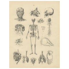 Estampe d'anatomie : Squelette, Crâne, Organes et Nerfs - Antique 1867