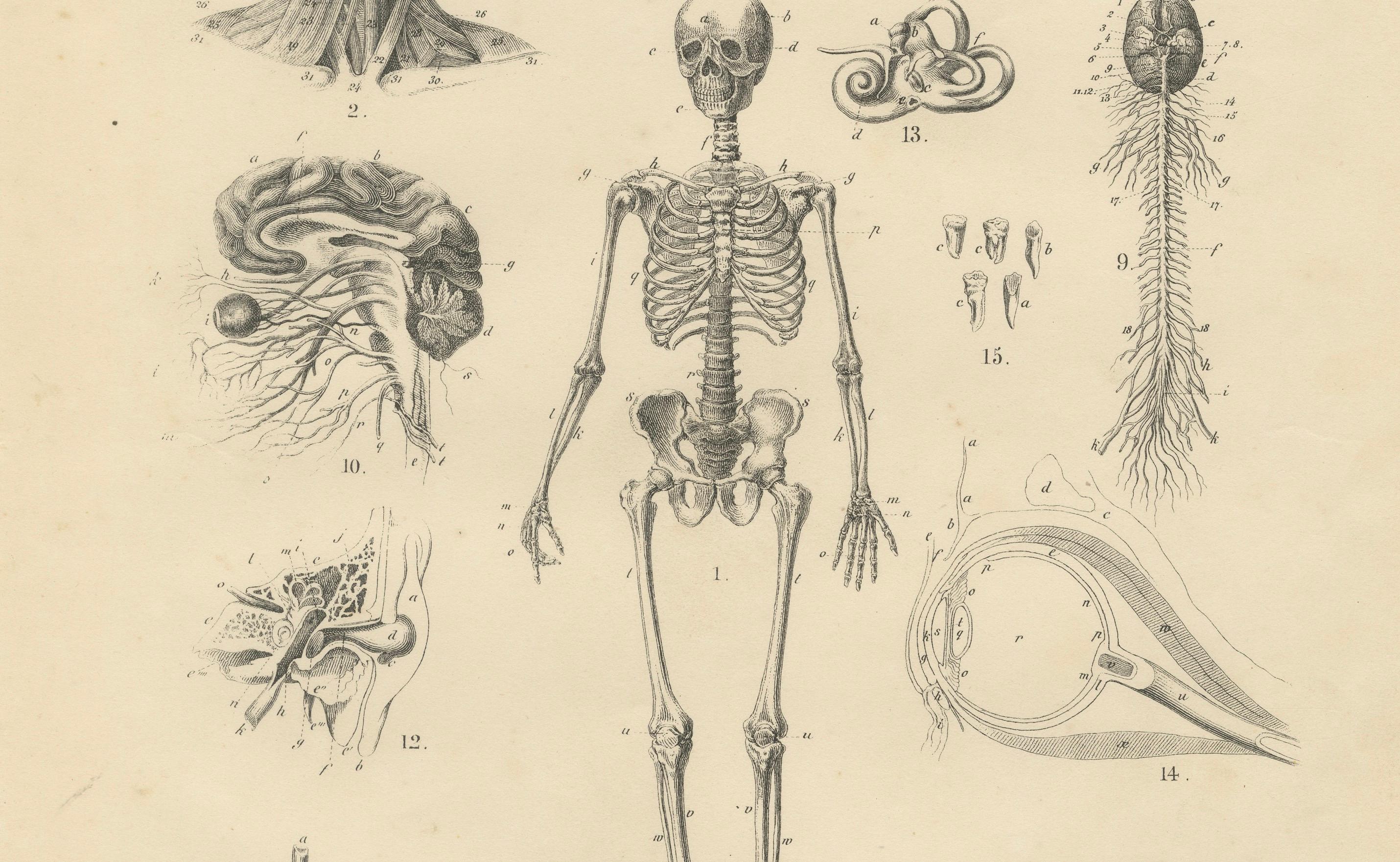 Anatomy Print with Skeleton, Skull and Organs by T Bromme, circa 1865

This original 19th-century anatomical lithograph is attributed to the German geographer and publisher Traugott Bromme and was most likely published in one of his scientific or