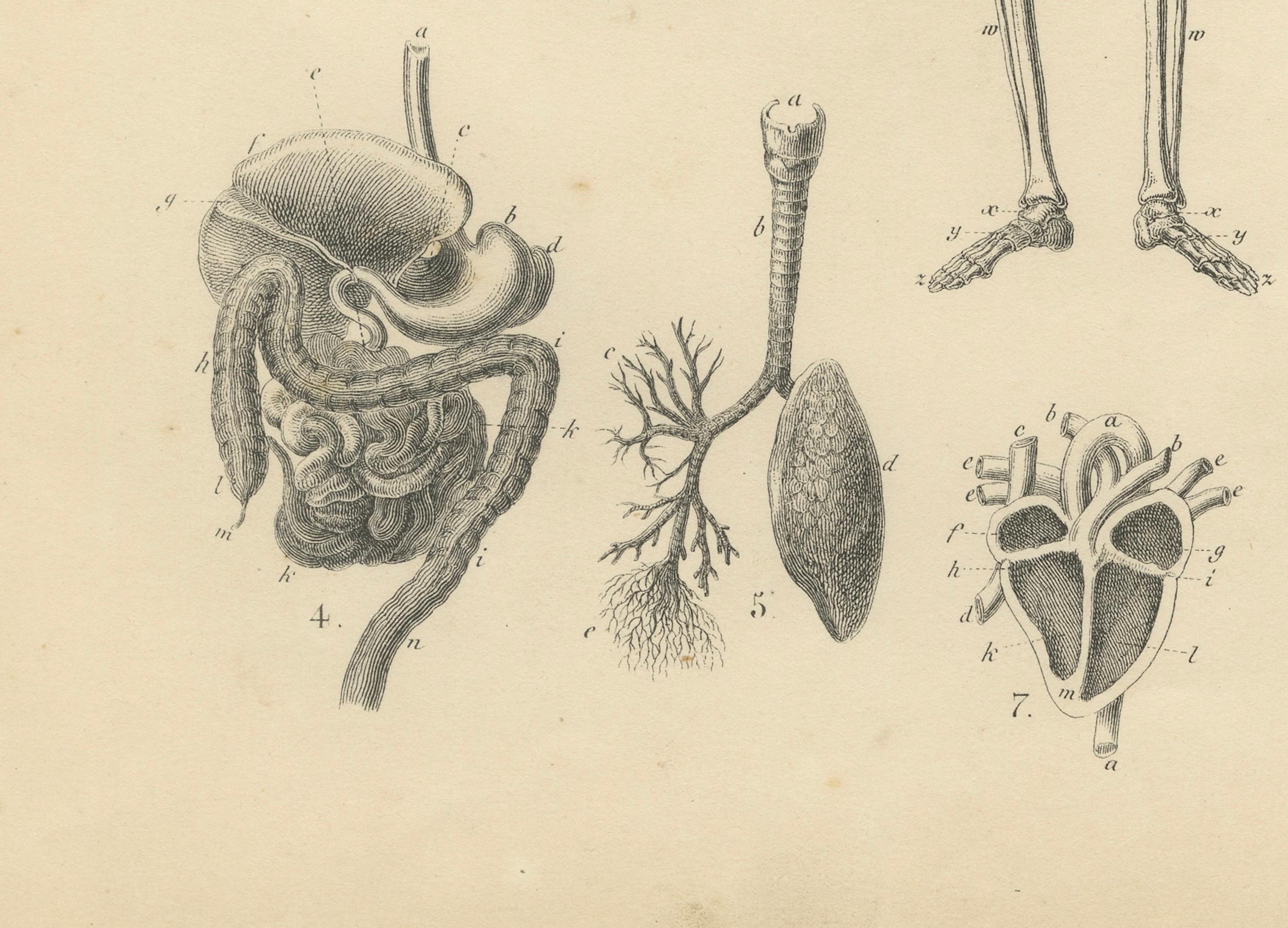 Grabado de anatomía con esqueleto, cráneo y órganos de T Bromme, hacia 1865 en Bueno estado para la venta en Langweer, NL