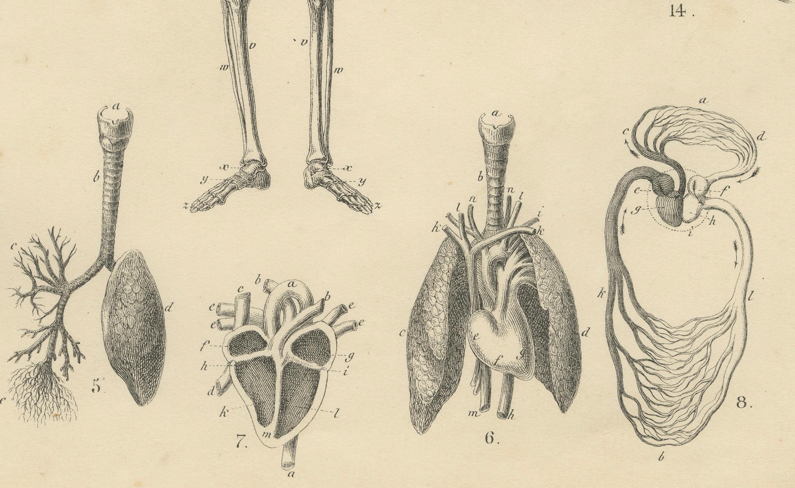 Grabado de anatomía con esqueleto, cráneo y órganos de T Bromme, hacia 1865 Mediados del siglo XIX en venta