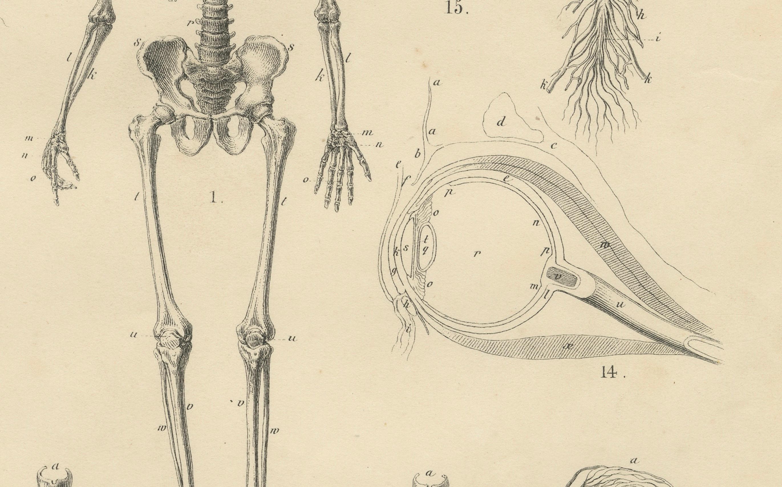 Grabado de anatomía con esqueleto, cráneo y órganos de T Bromme, hacia 1865 Papel en venta