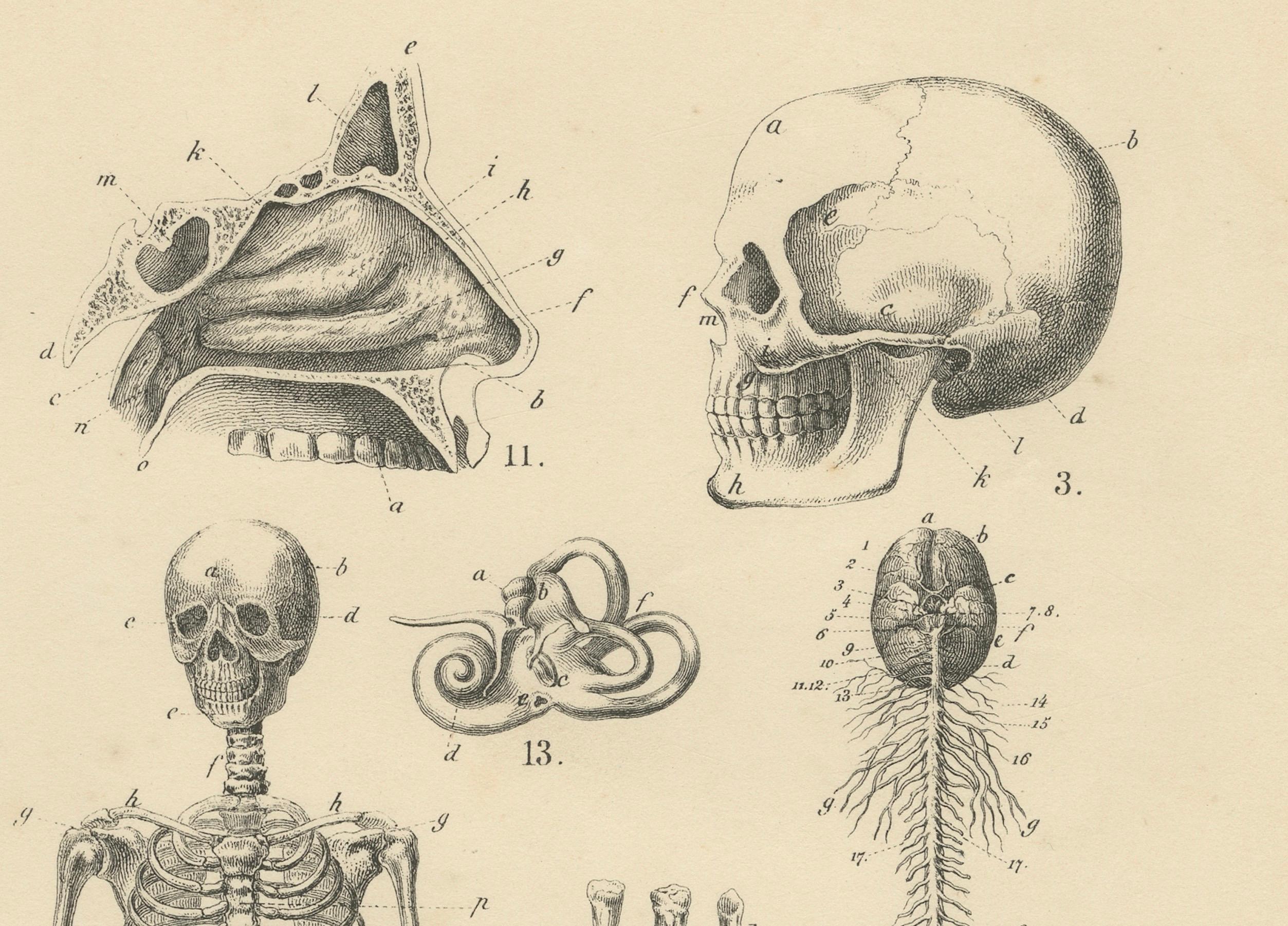 Grabado de anatomía con esqueleto, cráneo y órganos de T Bromme, hacia 1865 en venta 1