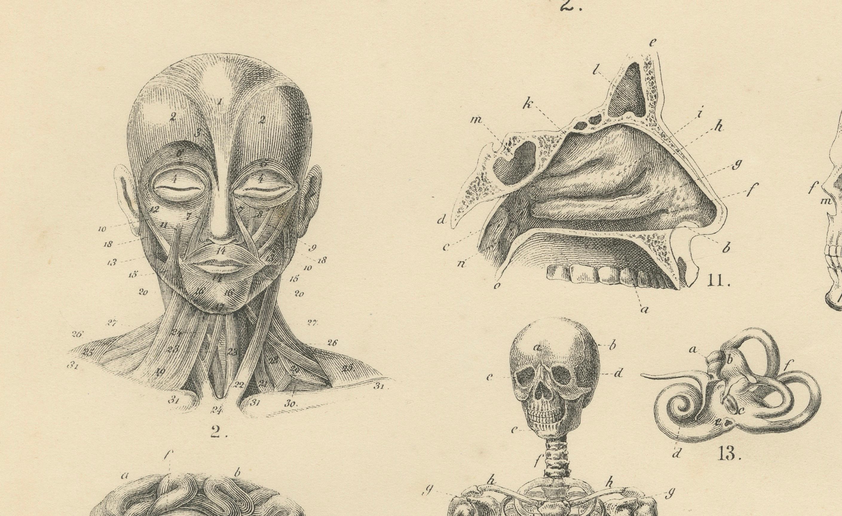 Grabado de anatomía con esqueleto, cráneo y órganos de T Bromme, hacia 1865 en venta 2