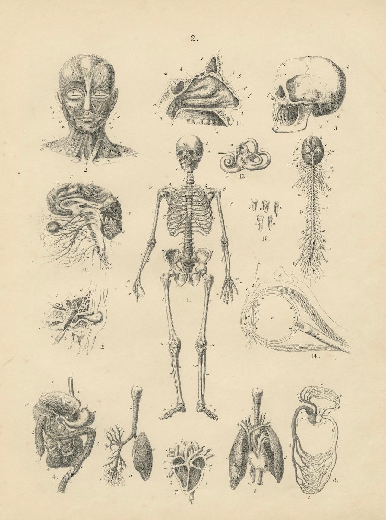 Grabado de anatomía con esqueleto, cráneo y órganos de T Bromme, hacia 1865 en venta 3
