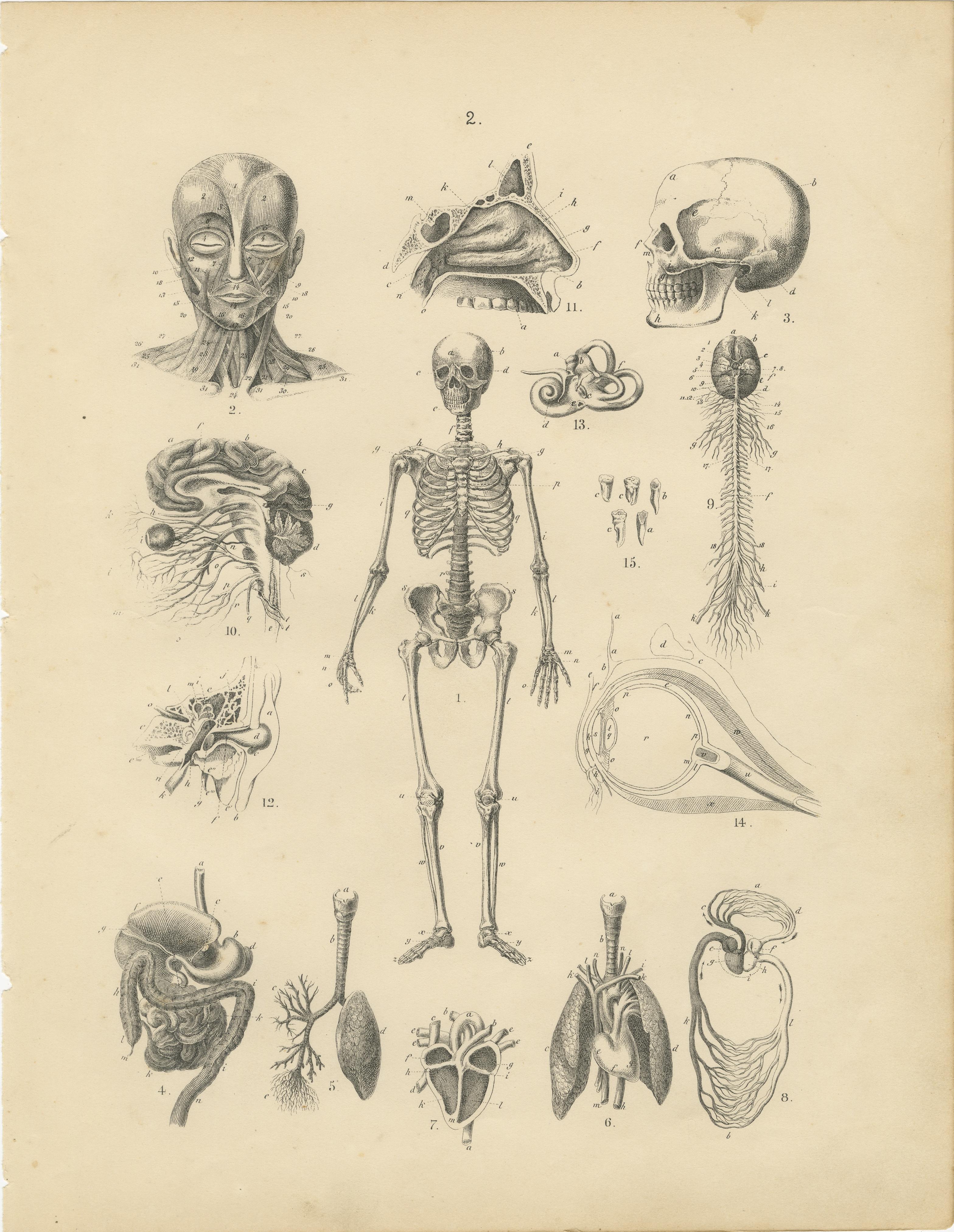 Grabado de anatomía con esqueleto, cráneo y órganos de T Bromme, hacia 1865 en venta 4