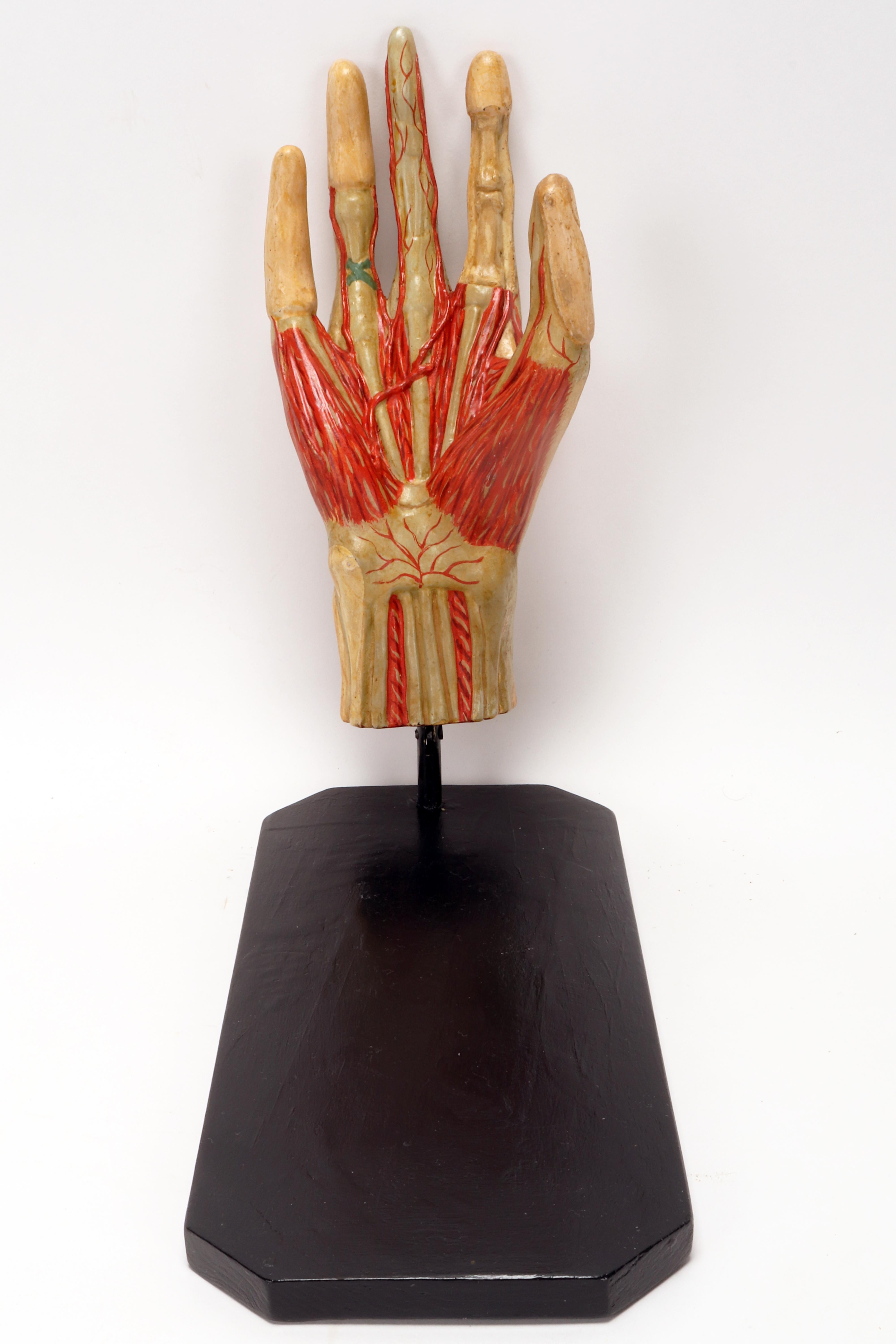 Modelo anatómico antiguo de la mano, Italia 1900. en venta 4