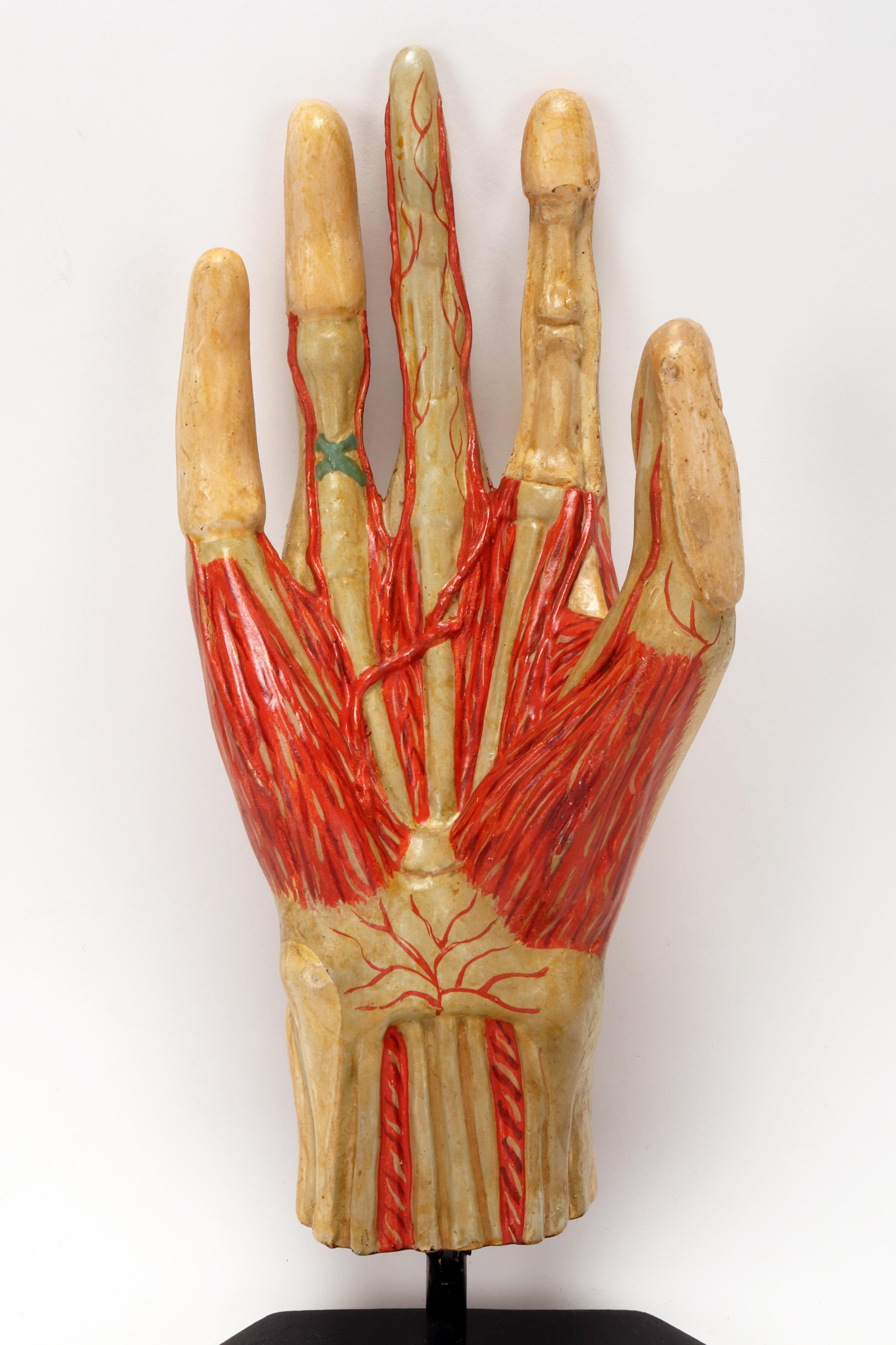 Ancient anatomical model of the hand, Italy 1900. For Sale 5