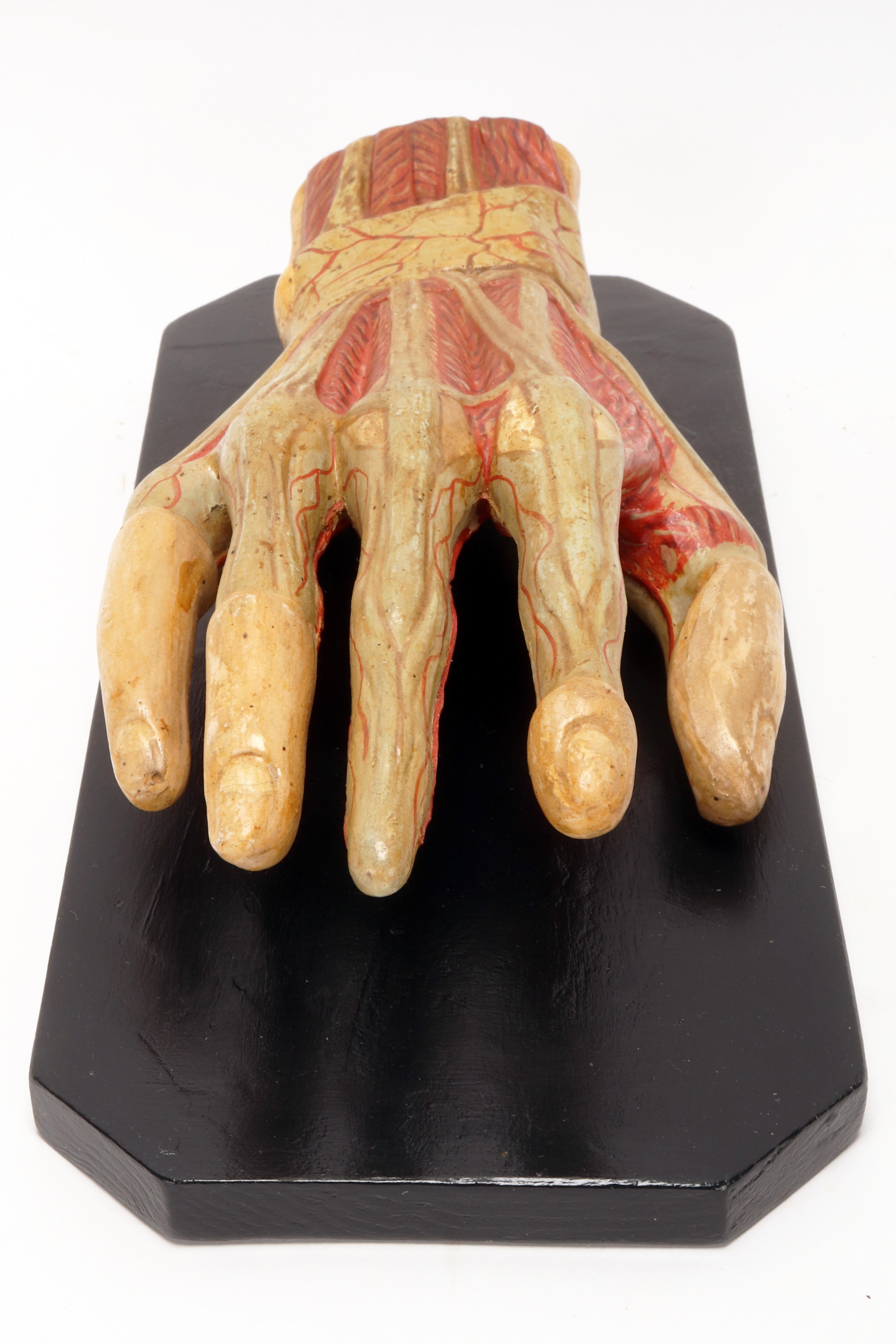 Modelo anatómico antiguo de la mano, Italia 1900. en venta 6