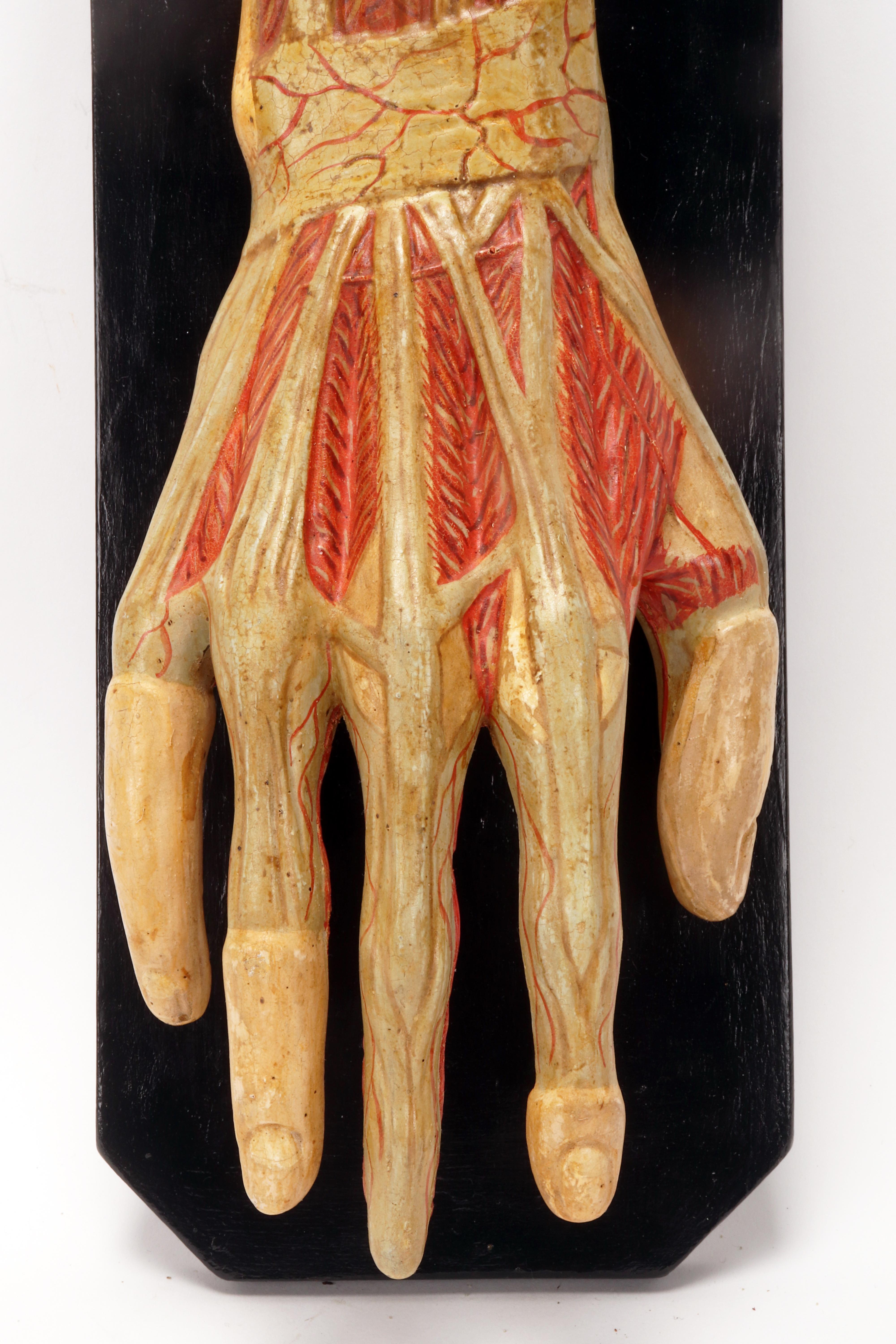 Ancient anatomical model of the hand, Italy 1900. In Good Condition For Sale In Milan, IT