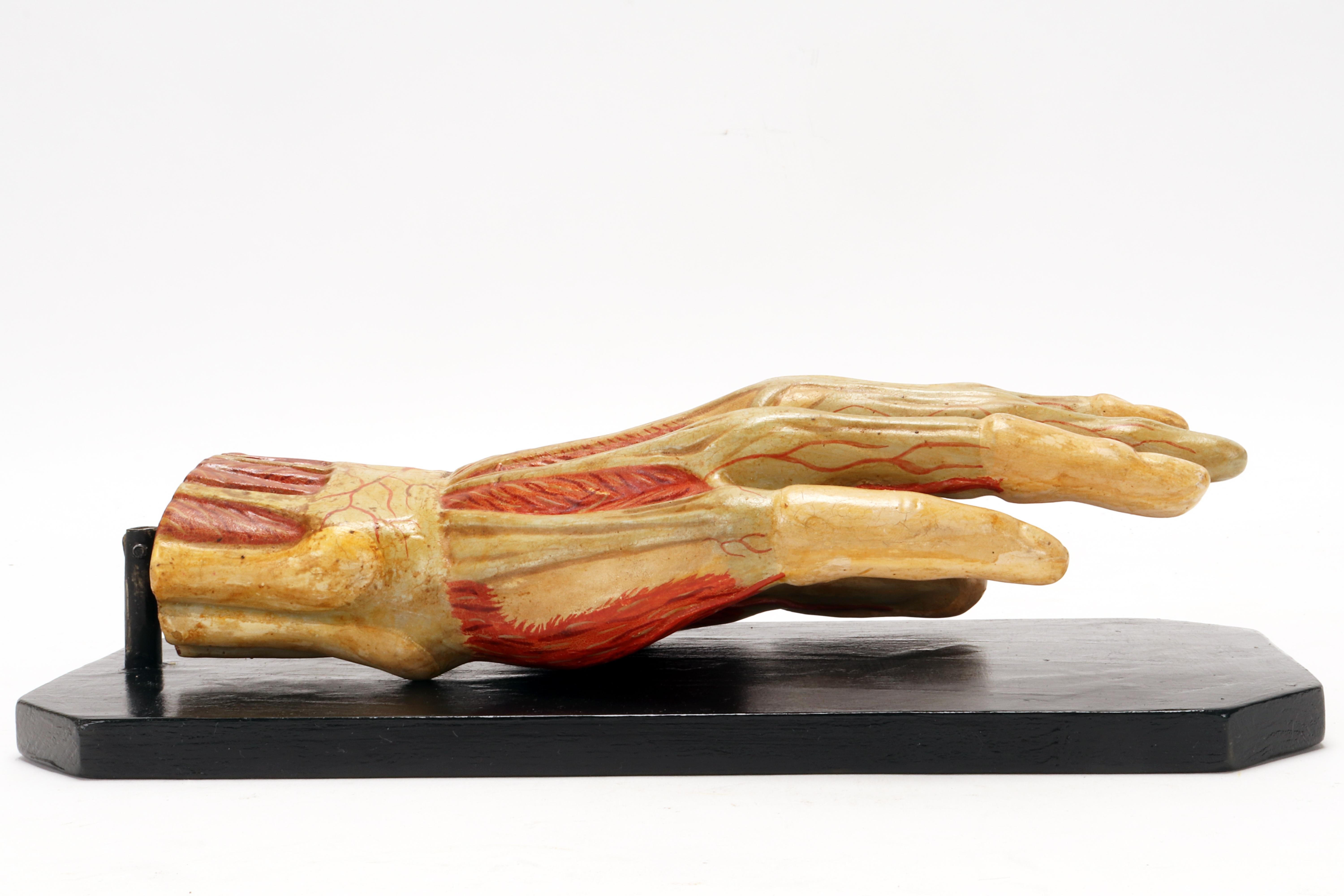 20th Century Ancient anatomical model of the hand, Italy 1900. For Sale