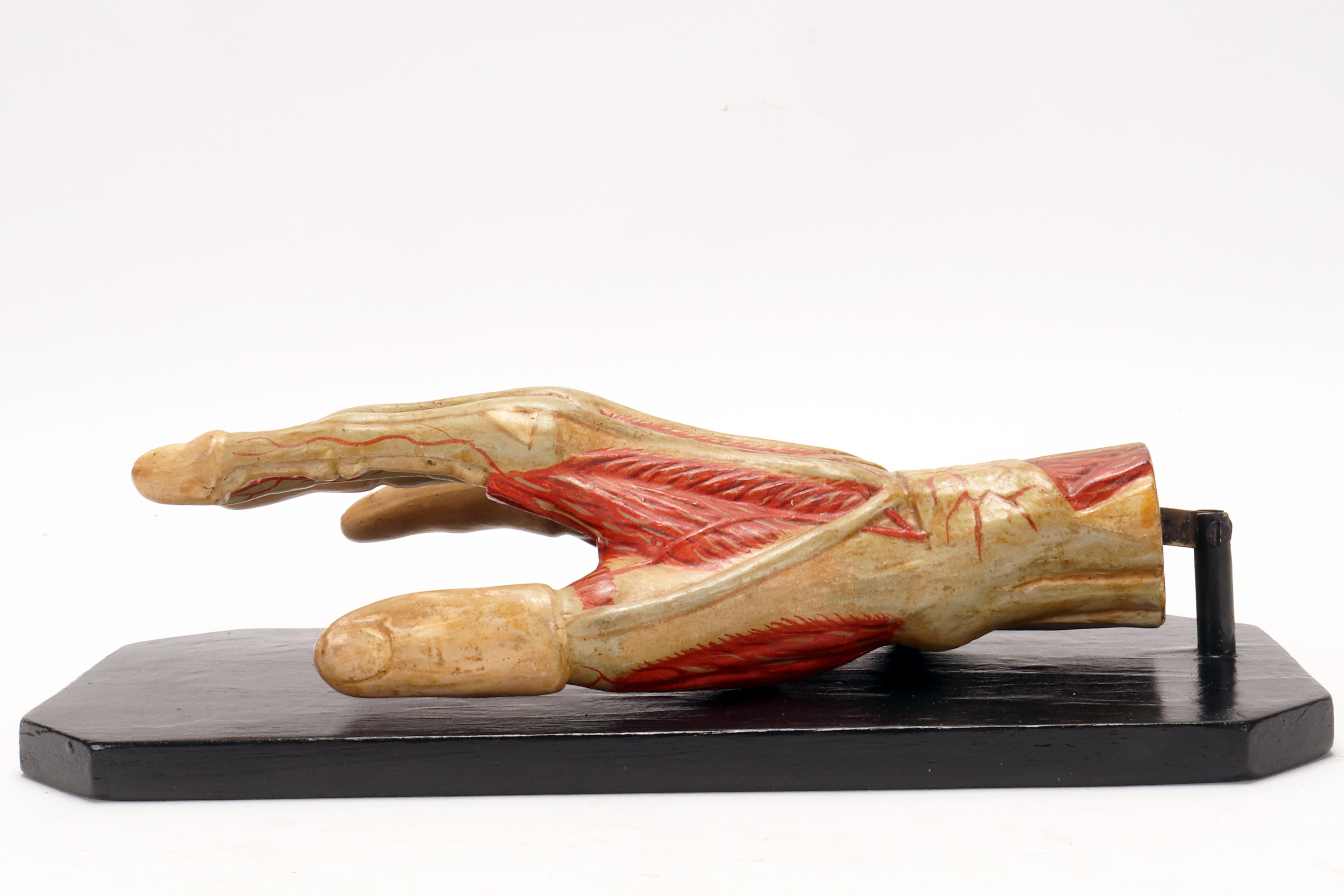 Plaster Ancient anatomical model of the hand, Italy 1900. For Sale