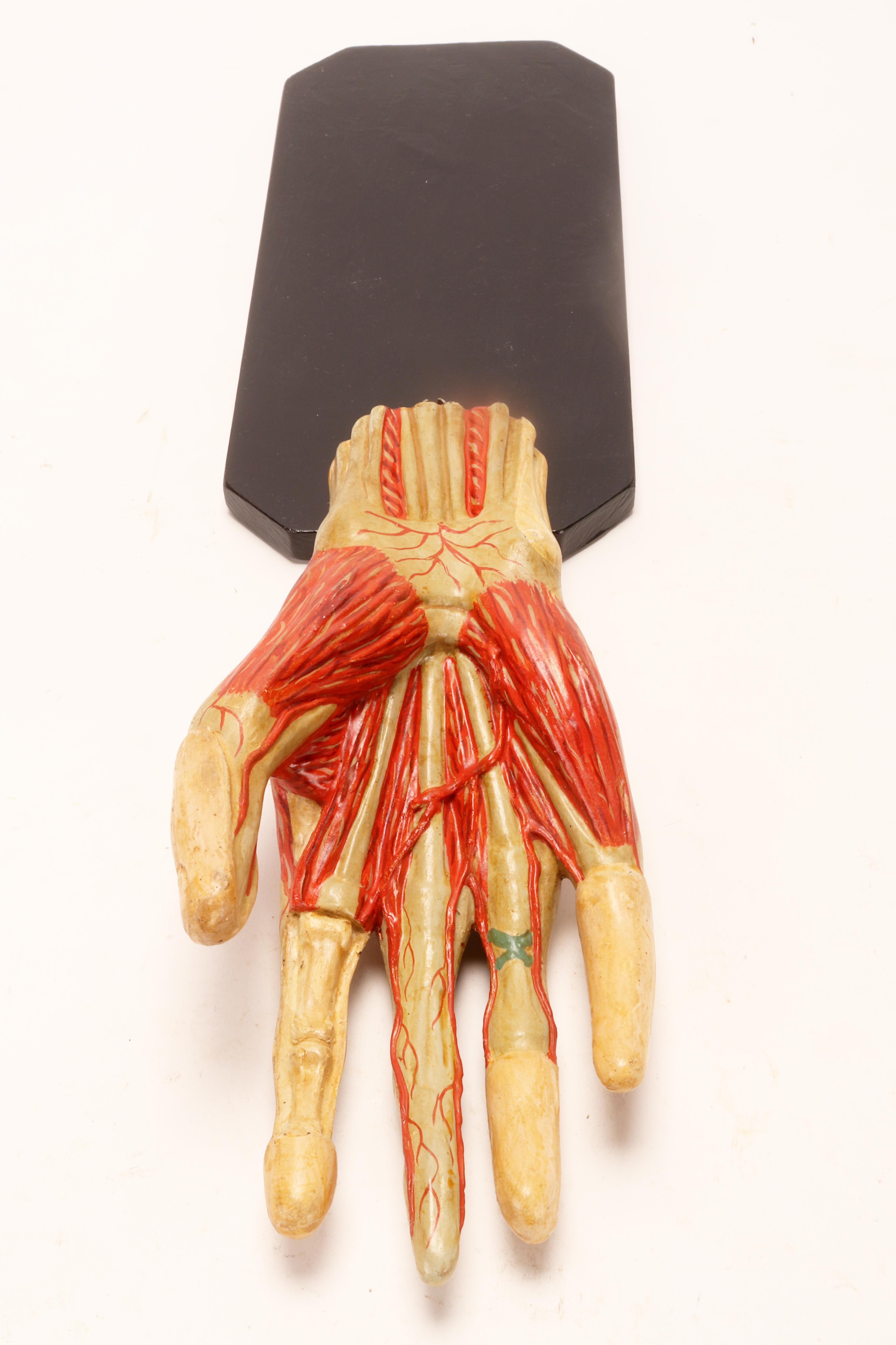 Ancient anatomical model of the hand, Italy 1900. For Sale 1