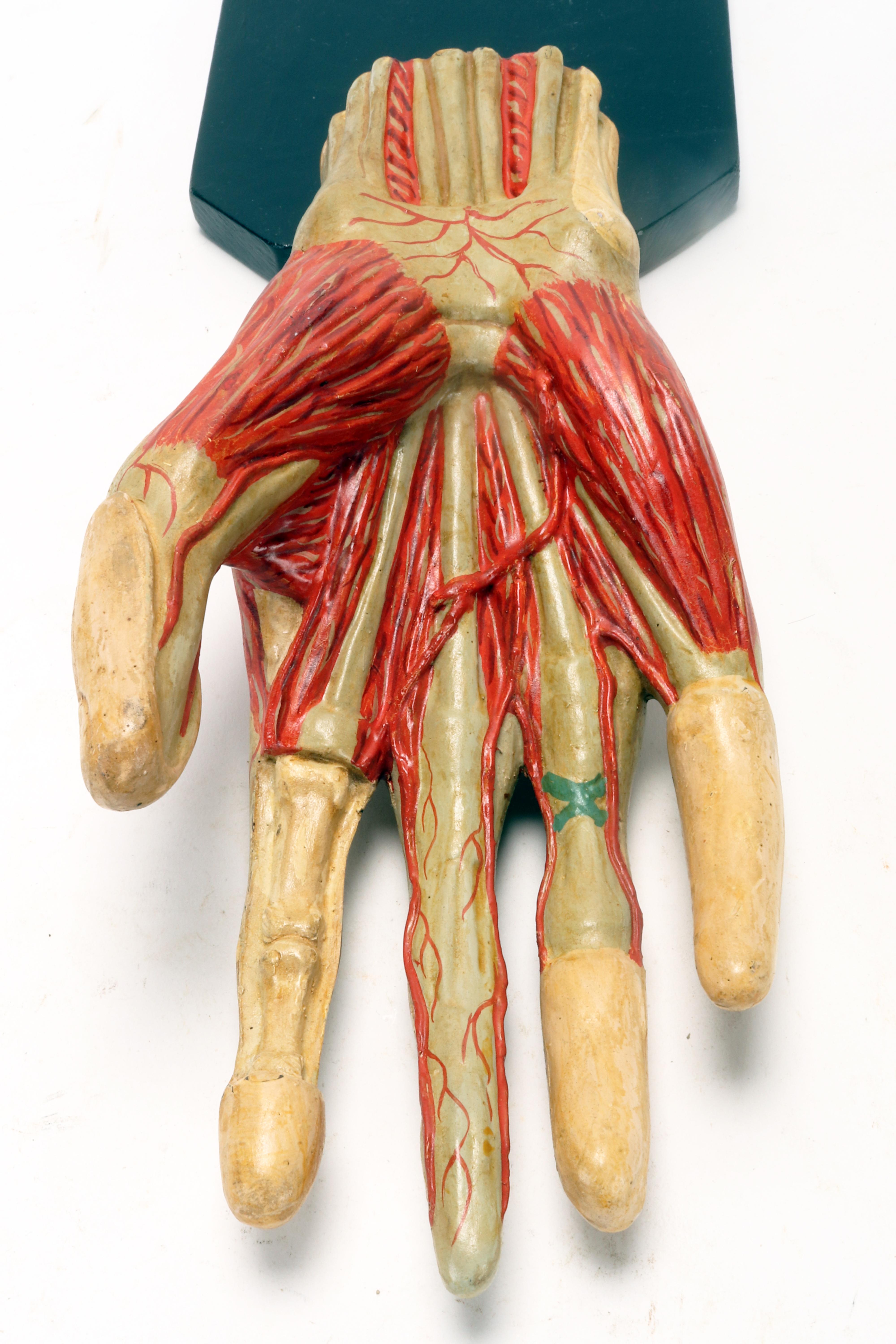 Ancient anatomical model of the hand, Italy 1900. For Sale 2