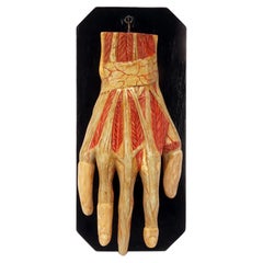 Antique Ancient anatomical model of the hand, Italy 1900.