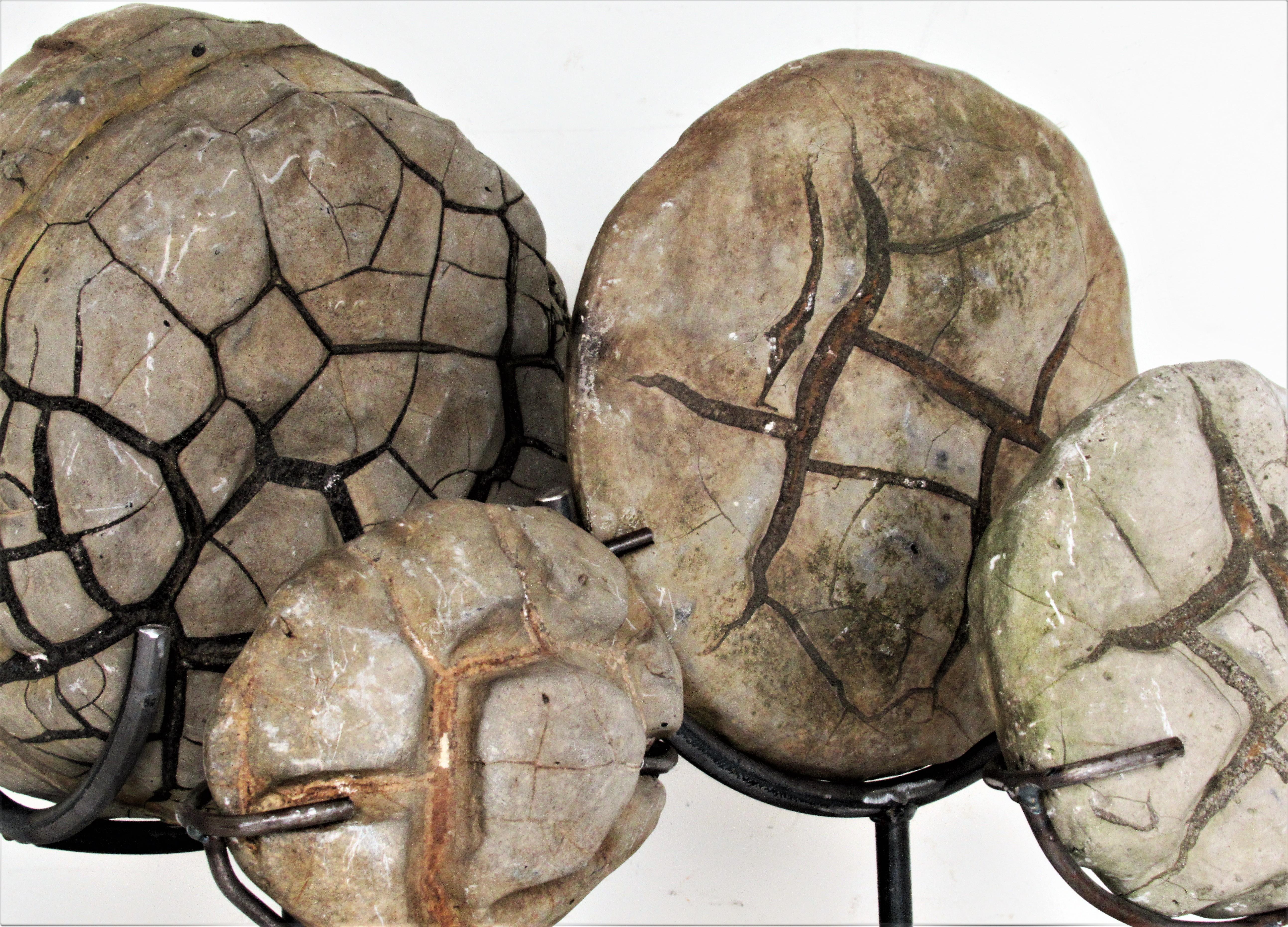 Ancient Concretion, Turtle Stones, Natural History Mounted Specimens 2