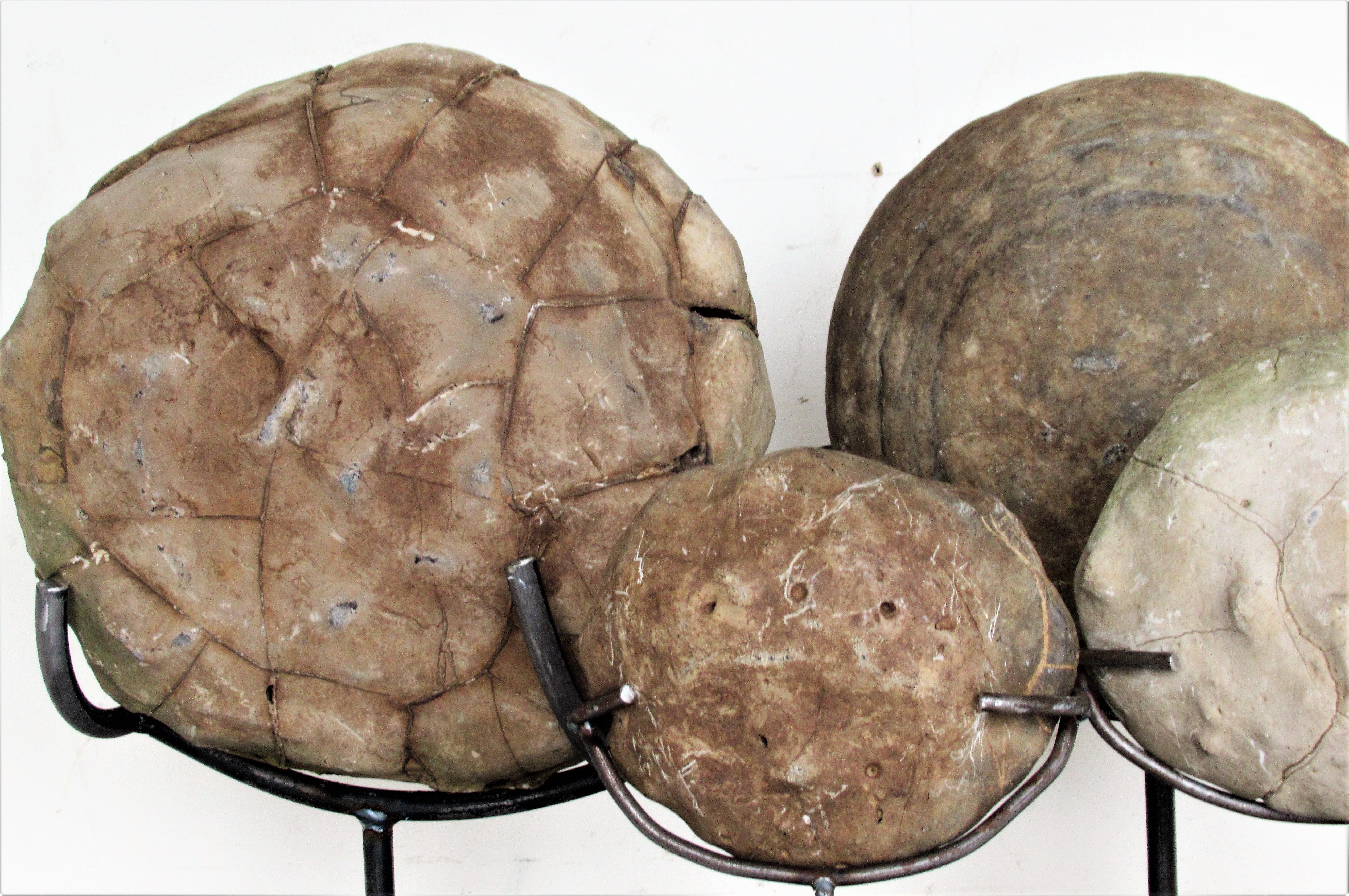 Ancient Concretion, Turtle Stones, Natural History Mounted Specimens 3
