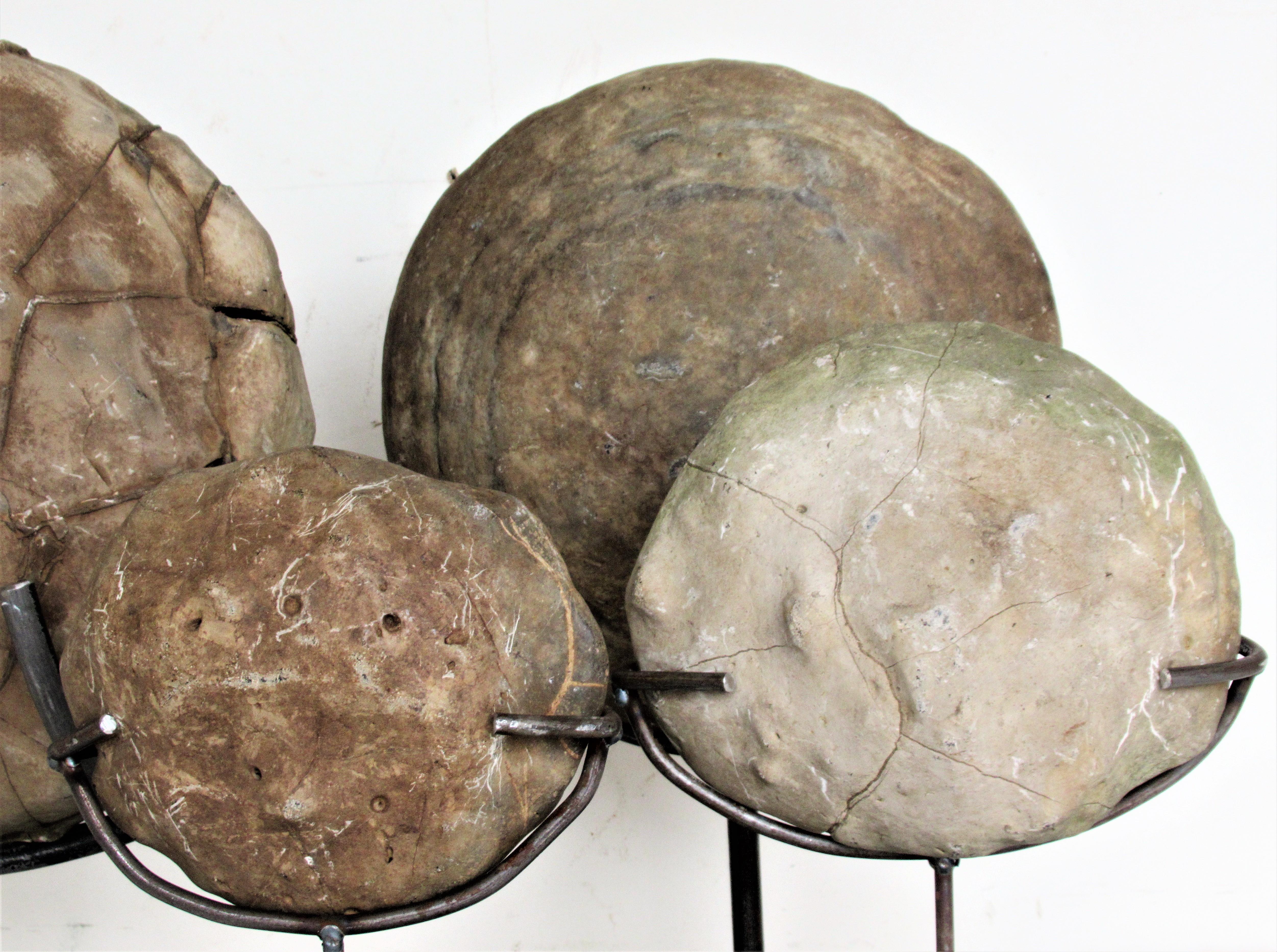Ancient Concretion, Turtle Stones, Natural History Mounted Specimens 4