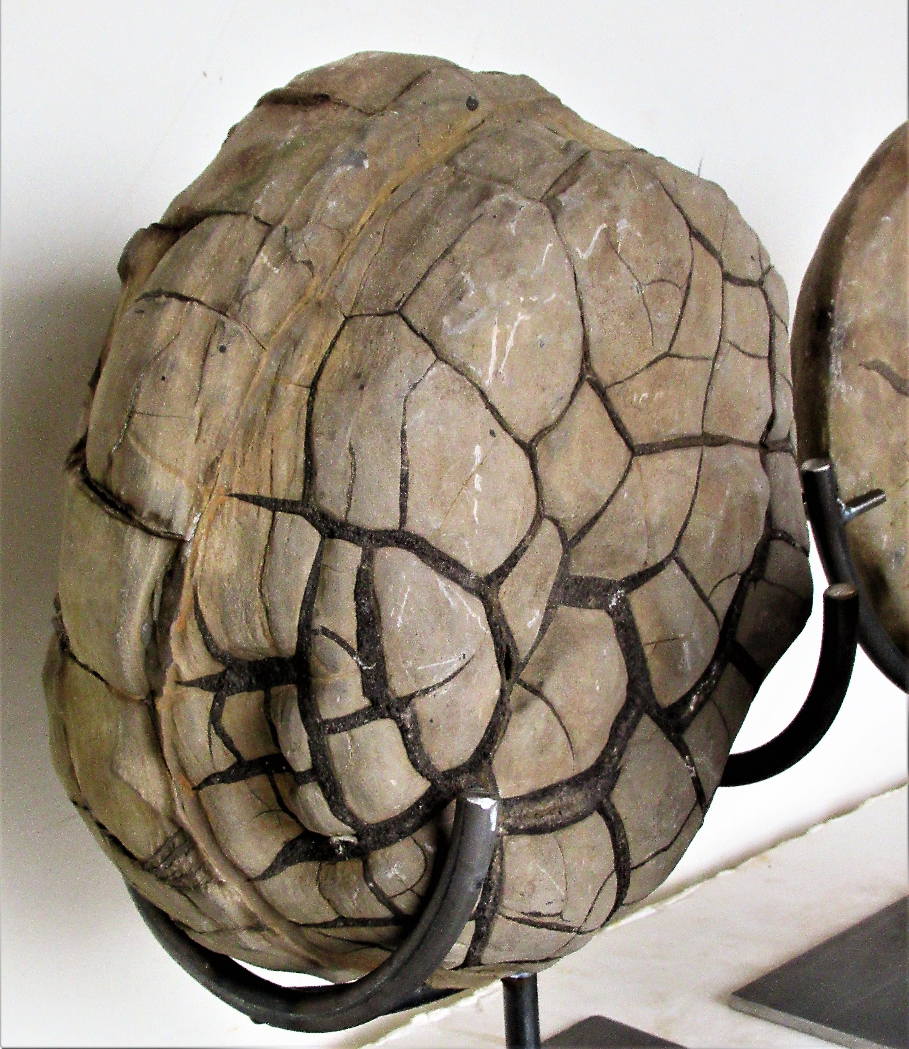 Ancient Concretion, Turtle Stones, Natural History Mounted Specimens 8