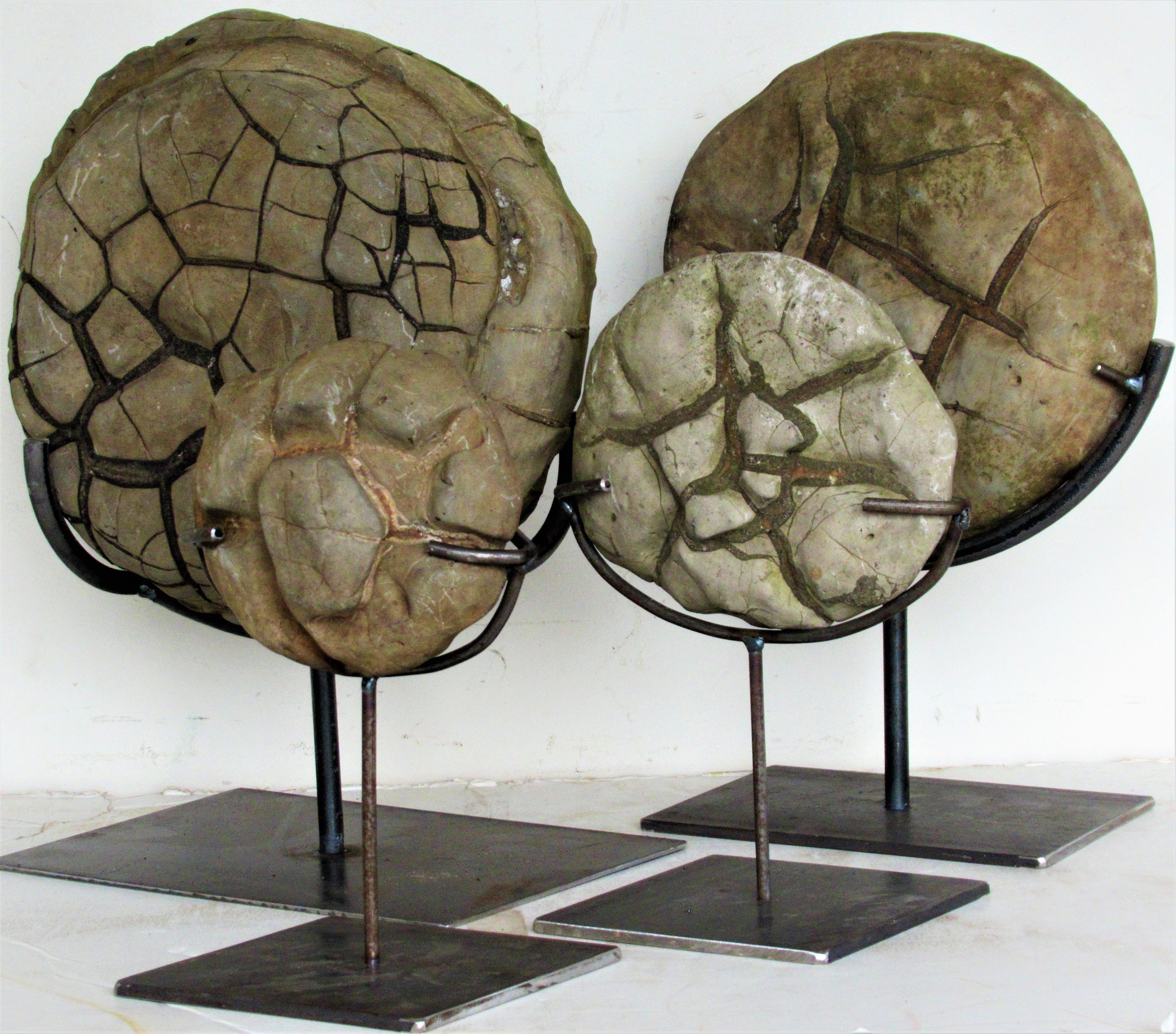 Ancient Concretion, Turtle Stones, Natural History Mounted Specimens 6