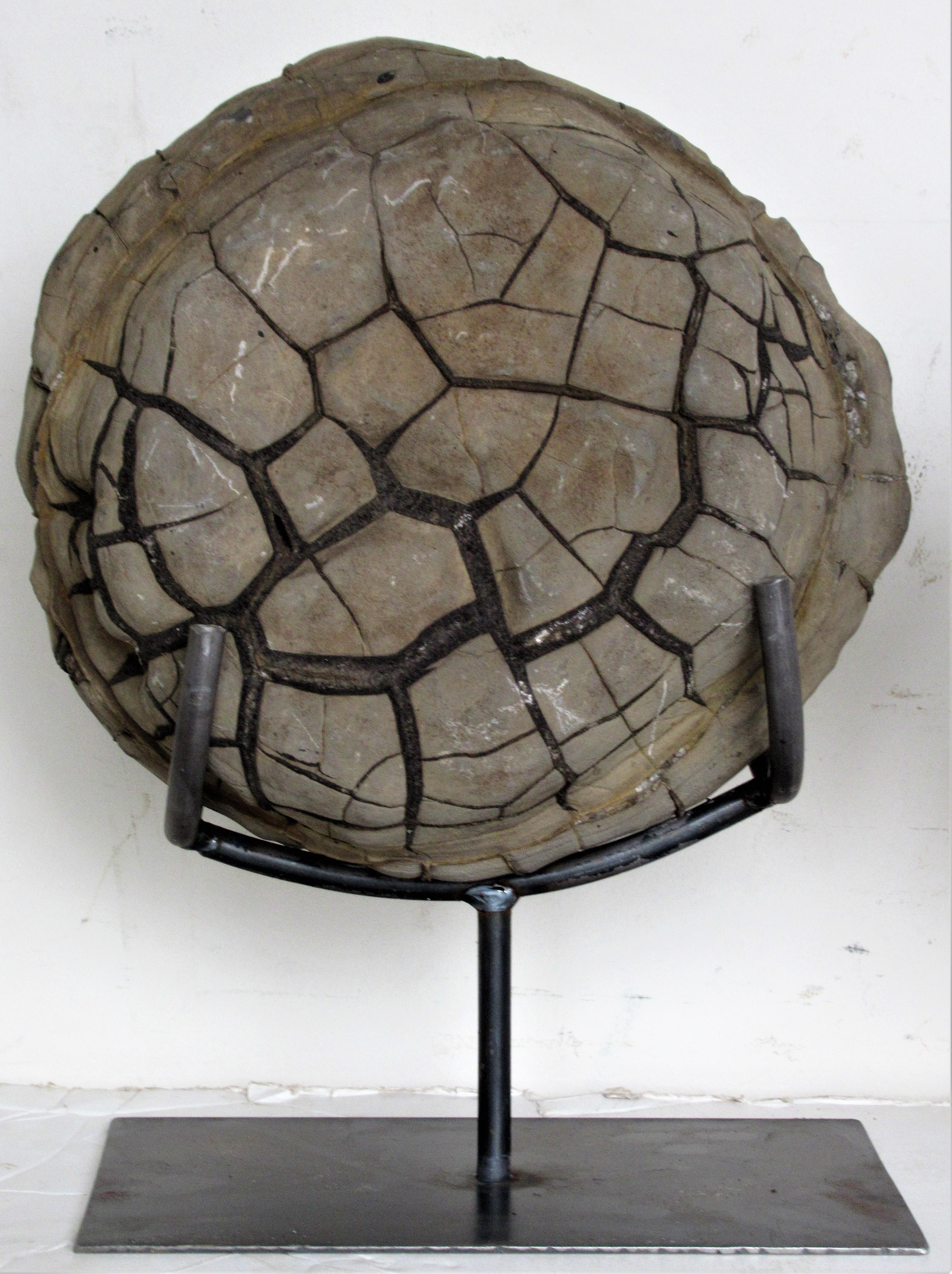 A graduated size grouping of four ancient concretion natural history geological fossil specimens (often referred to as turtle stones) individually set on custom steel stands by John Grieco - Lasting Art. Measurements of the stones only - are as