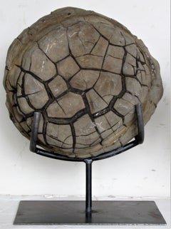 Ancient Concretion, Turtle Stones, Natural History Mounted Specimens