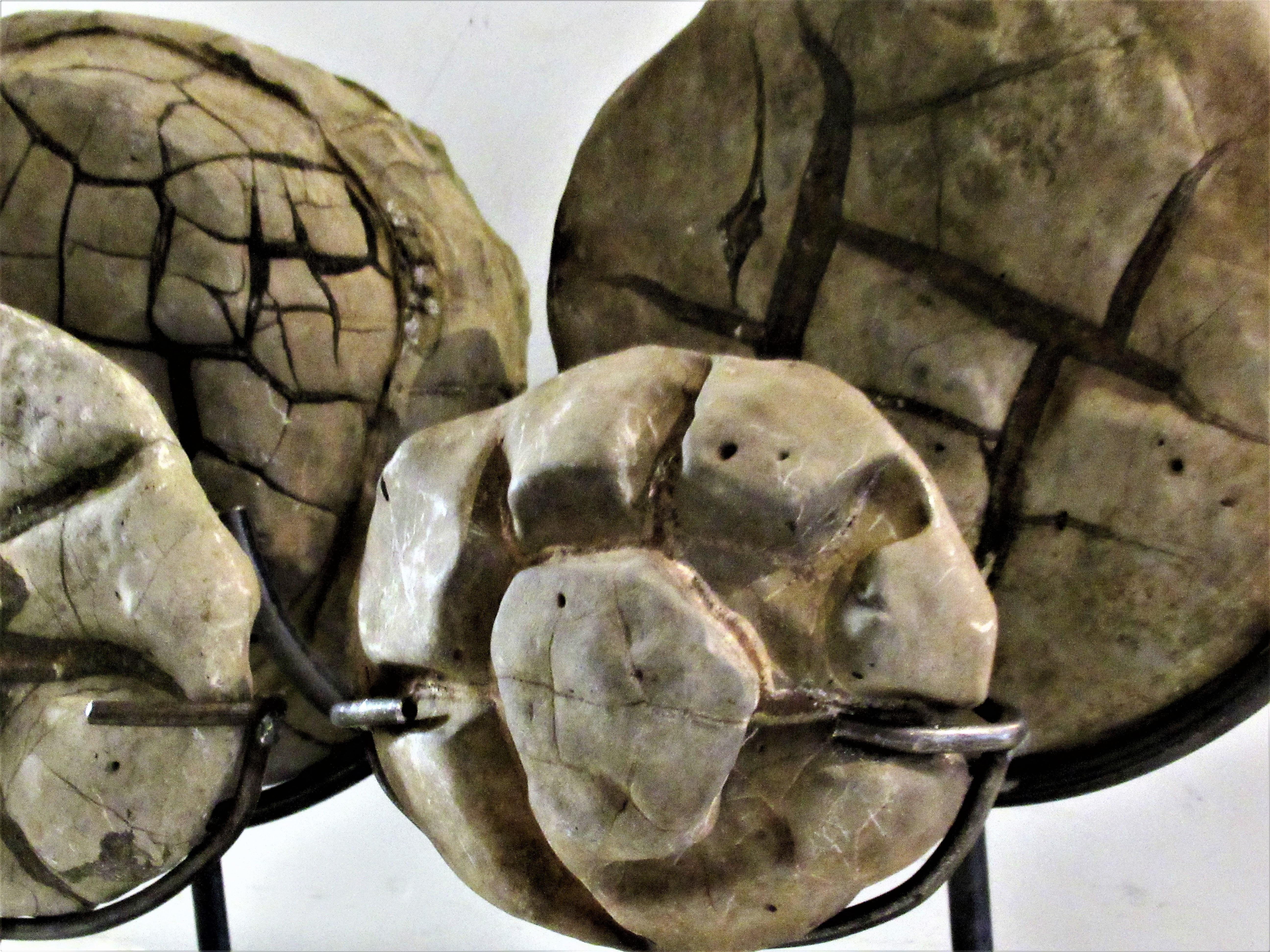 Ancient Concretion, Turtle Stones, Natural History Mounted Specimens 11