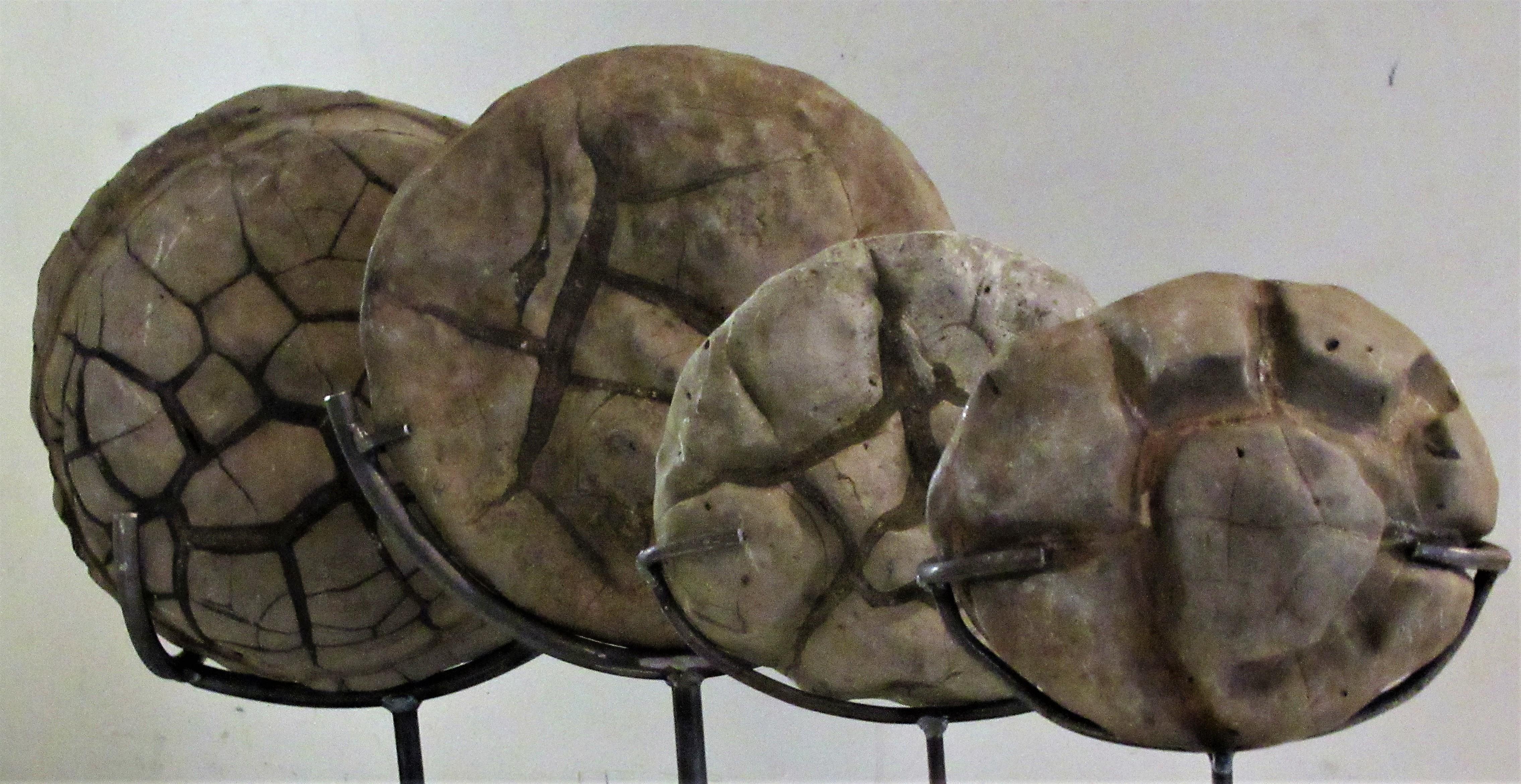 Ancient Concretion, Turtle Stones, Natural History Mounted Specimens 7