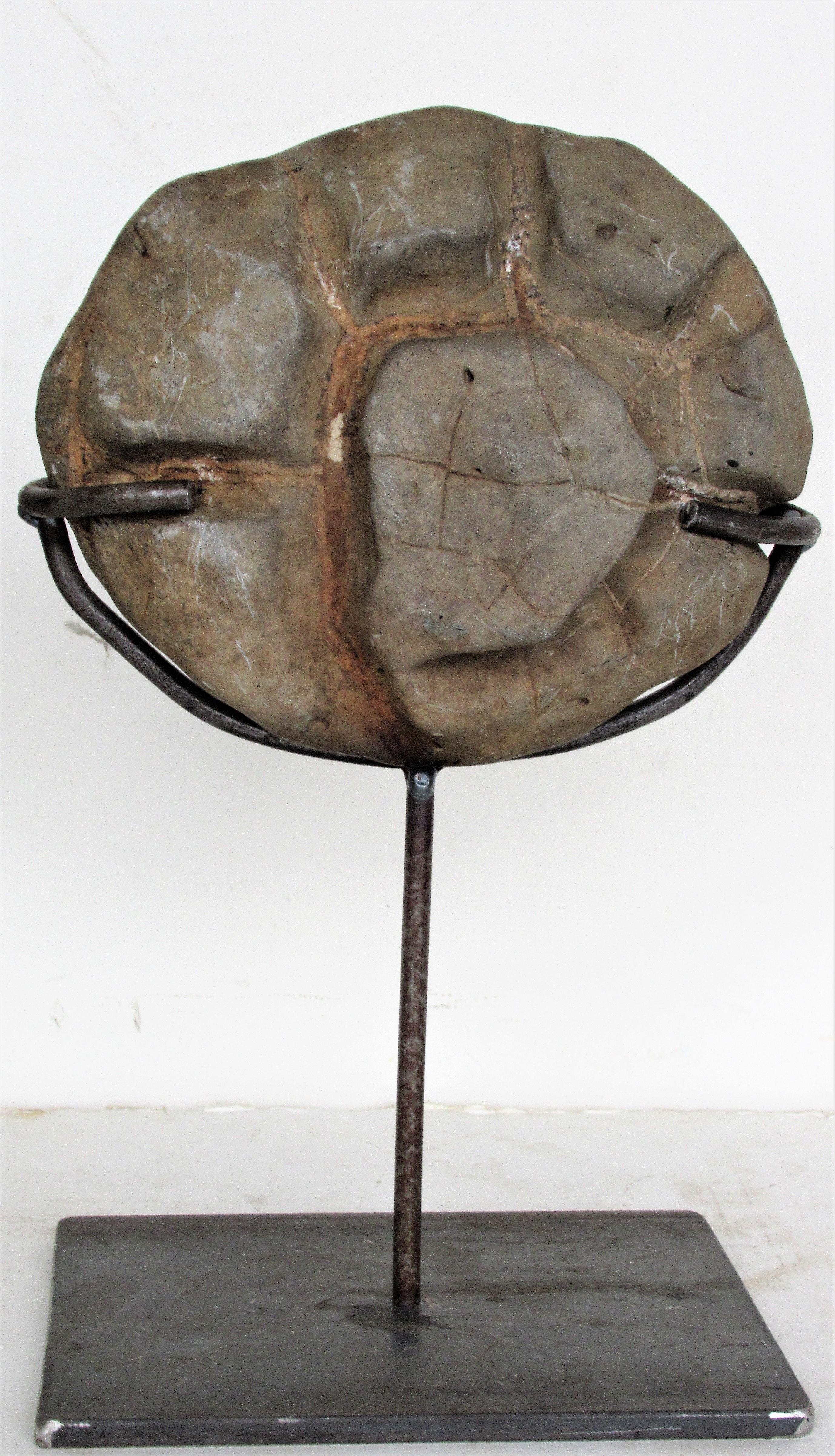 18th Century and Earlier Ancient Concretion, Turtle Stones, Natural History Mounted Specimens
