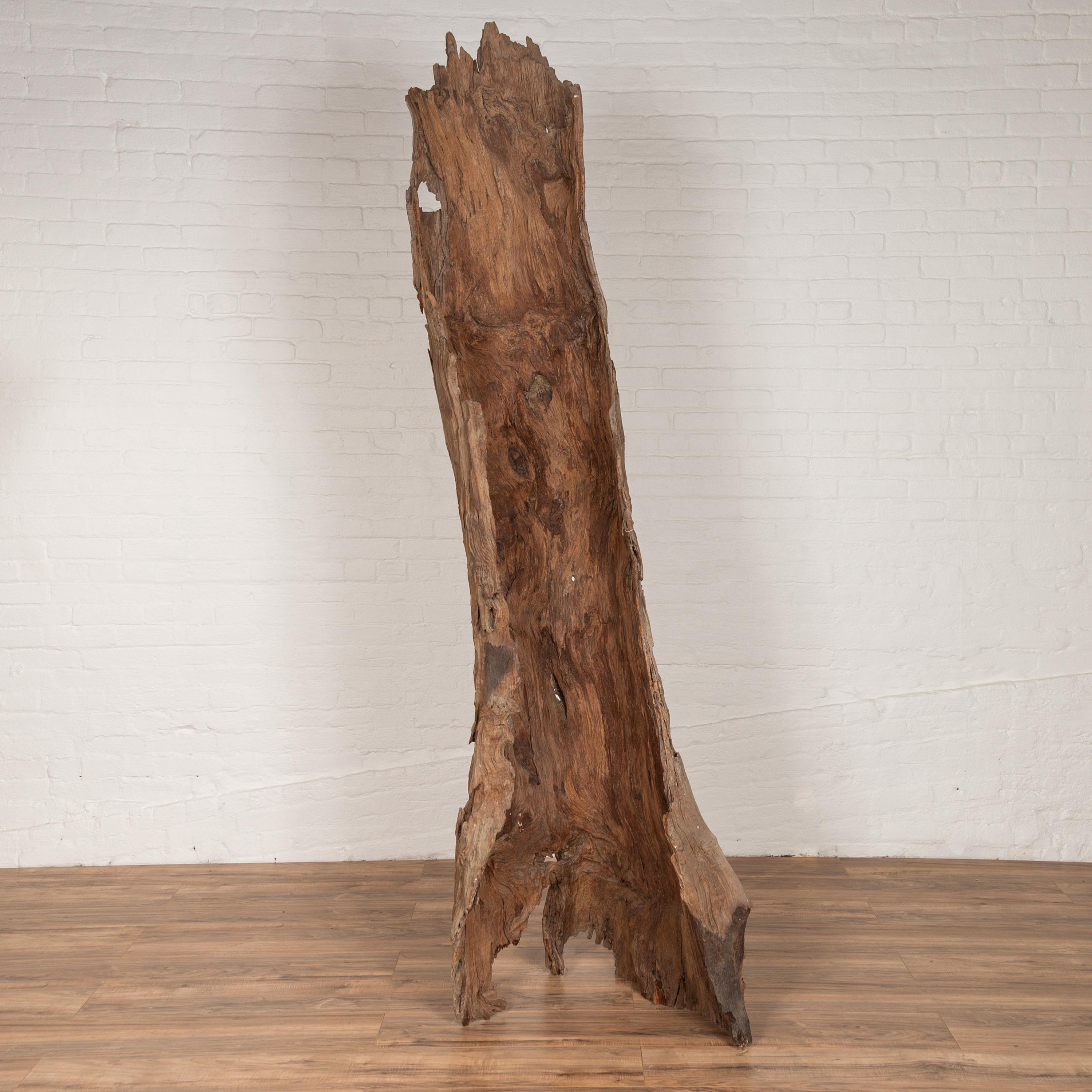 A tall northern Thai ancient driftwood carving from the Chiang Mai Region. This tall ancient driftwood carving, originating from the Chiang Mai region in Northern Thailand, is a striking piece of natural art. Found near the Ping River, it features a