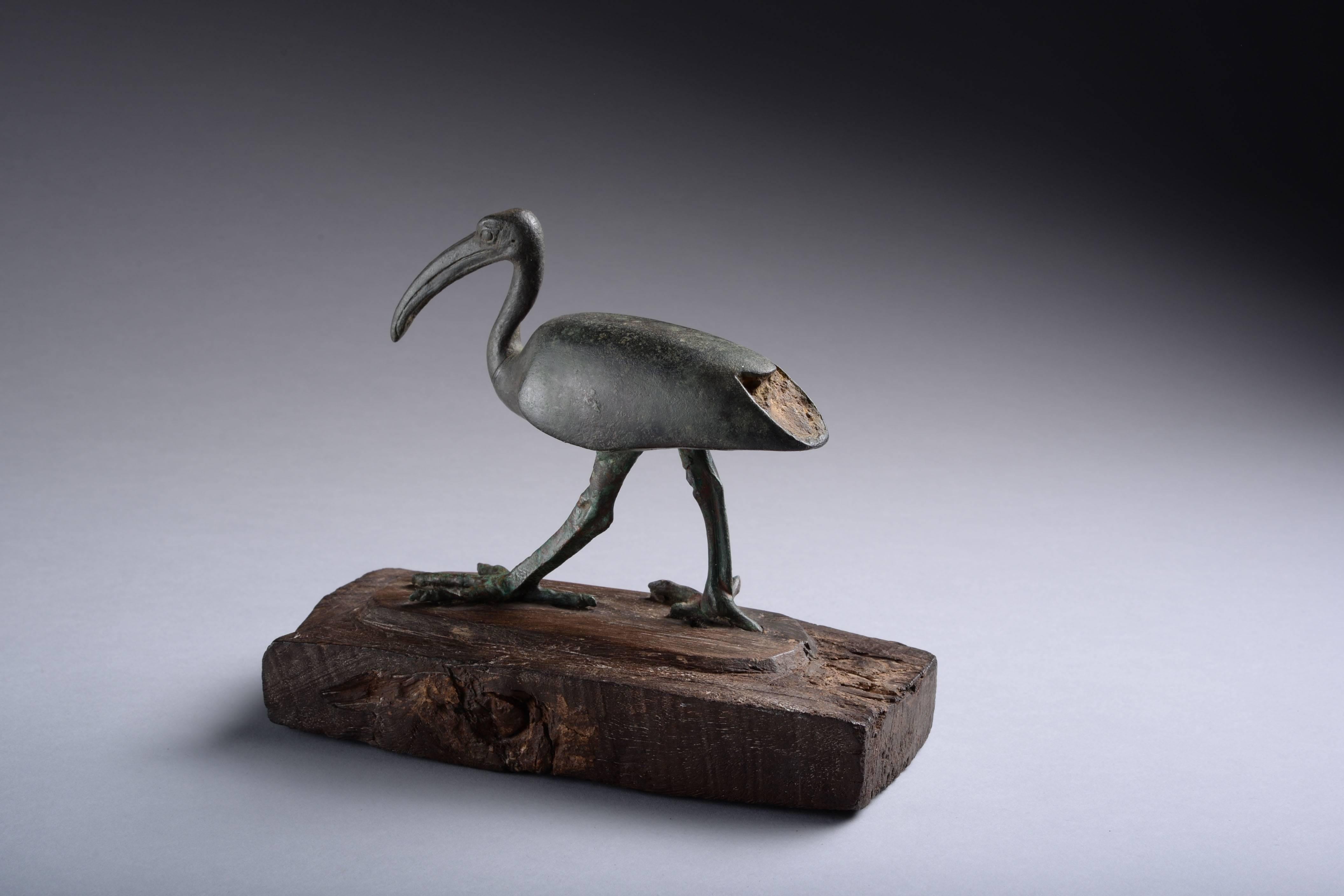 An Egyptian bronze figure of an Ibis, dating to the Late Period, circa 664-332 BC. 

Modelled with left leg forward, the creature's distinctive bald head raised, its curved beak pointing at the ground, its wings neatly folded. Standing on a wooden