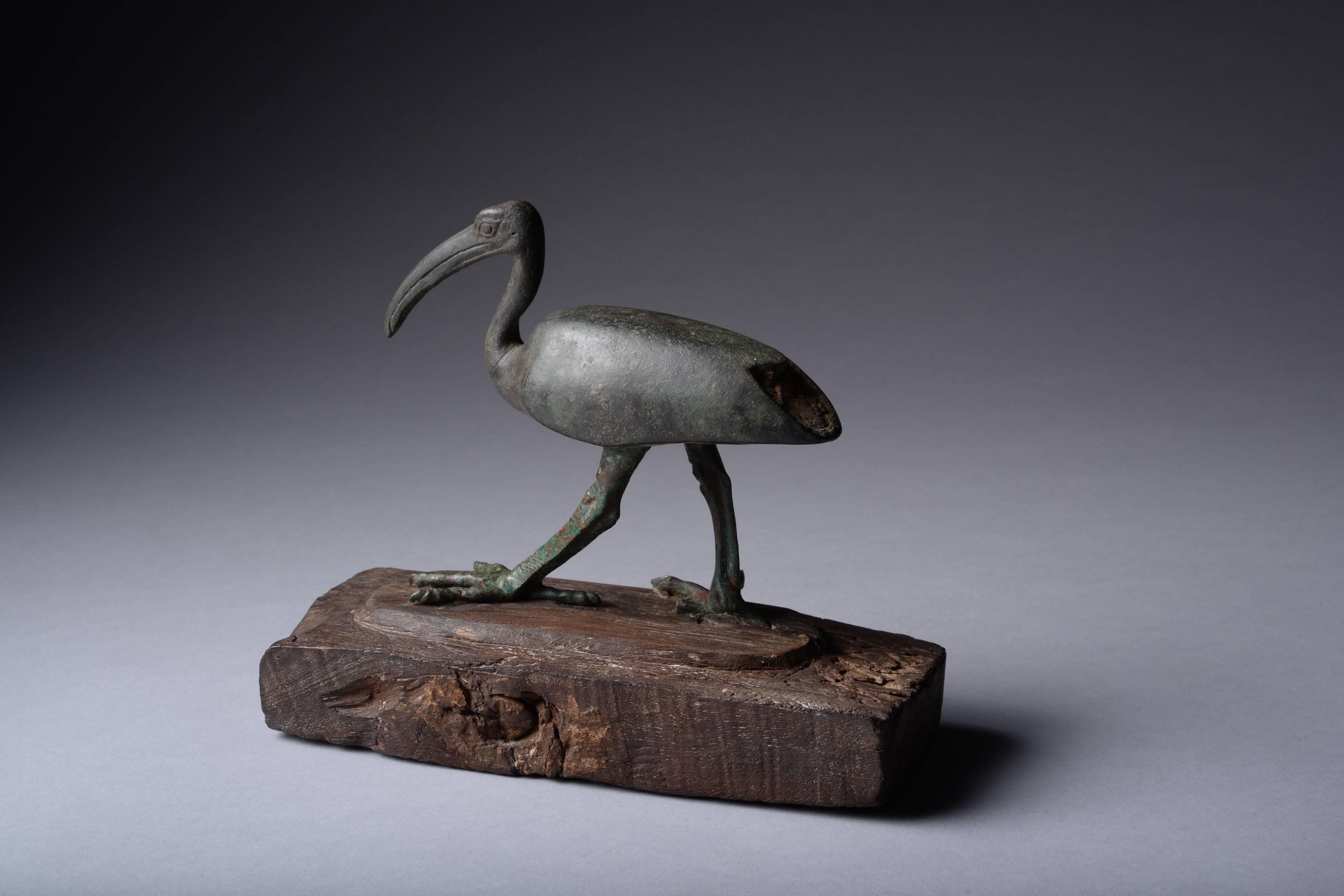 ibis bird egypt