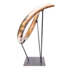 Ancient Ice Age Mammoth Tusk on Stand, 10, 000 BC