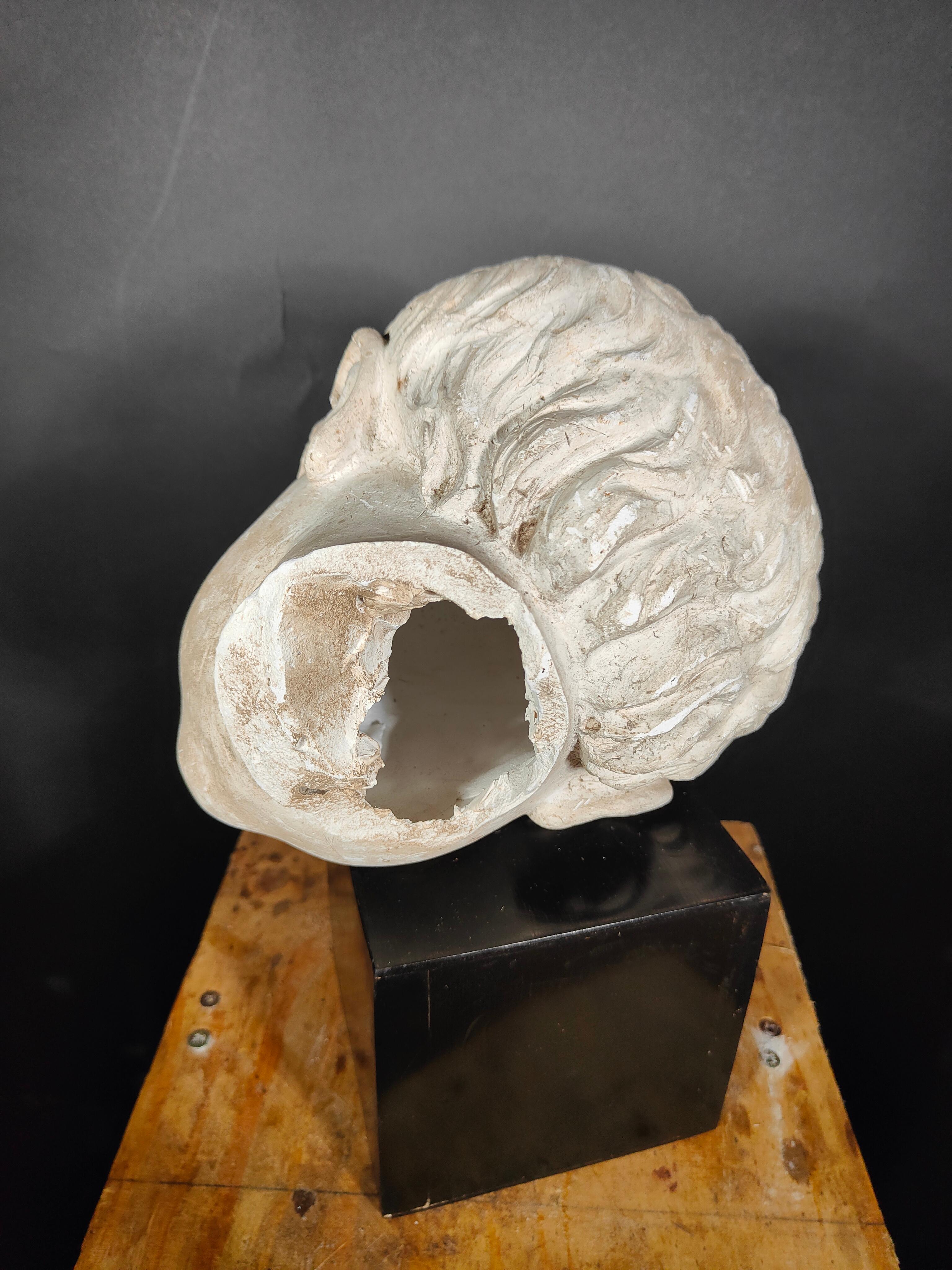 Ancient Italian Head in Plaster 19th Century For Sale 7