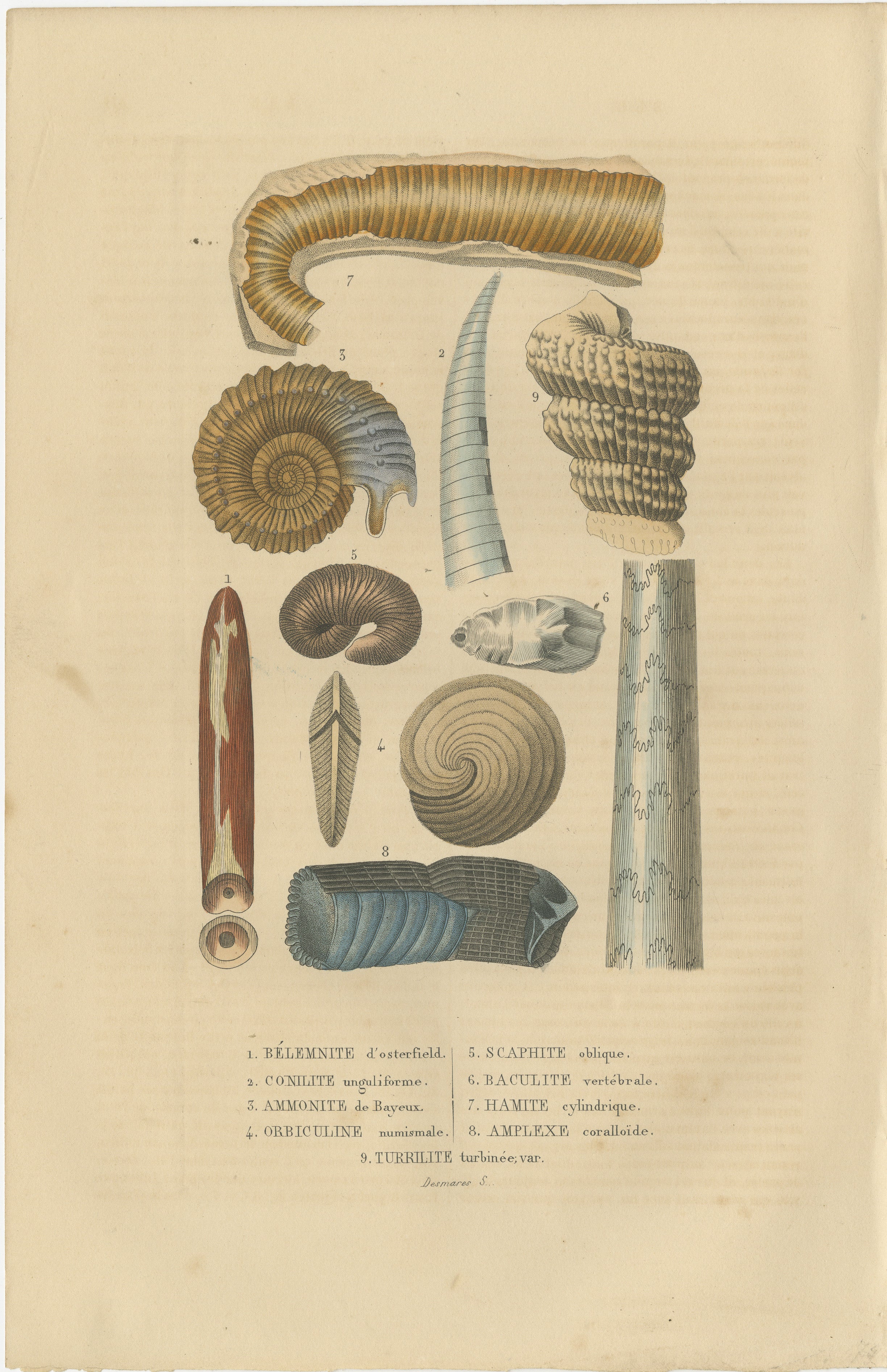 The print illustrates a variety of fossilized marine creatures, specifically cephalopods and gastropods, as well as coral:

1. **Élément d'ostreidé** - This could refer to a part of the skeleton of an oyster or a similar bivalve mollusk.
2.