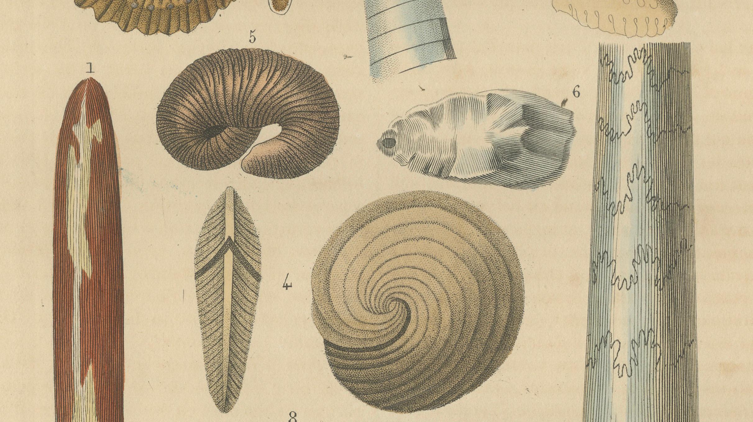 Ancient Marine Life: Handcolored Fossils of Cephalopods and Corals, 1845 In Good Condition For Sale In Langweer, NL