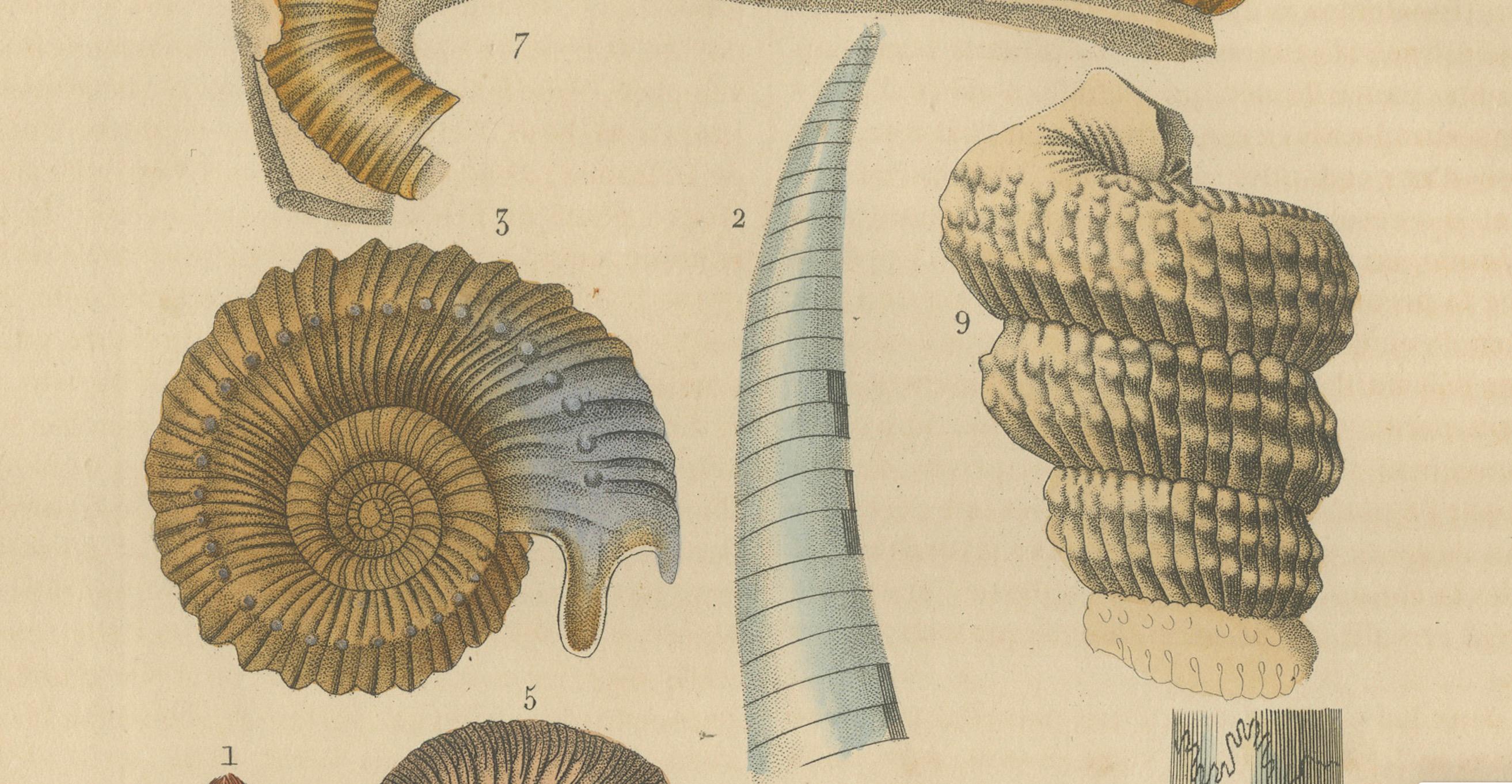 Mid-19th Century Ancient Marine Life: Handcolored Fossils of Cephalopods and Corals, 1845 For Sale