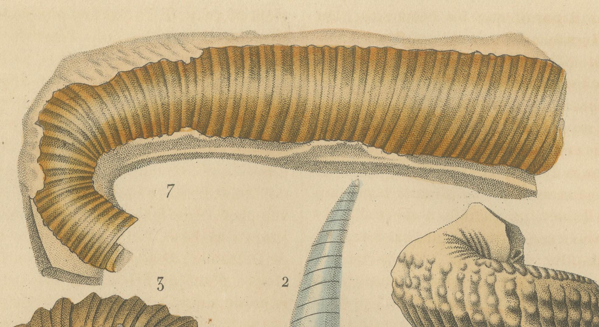 Paper Ancient Marine Life: Handcolored Fossils of Cephalopods and Corals, 1845 For Sale