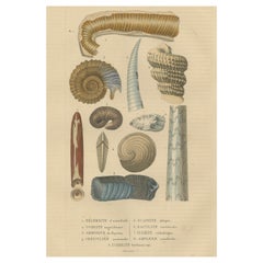 Antique Ancient Marine Life: Handcolored Fossils of Cephalopods and Corals, 1845