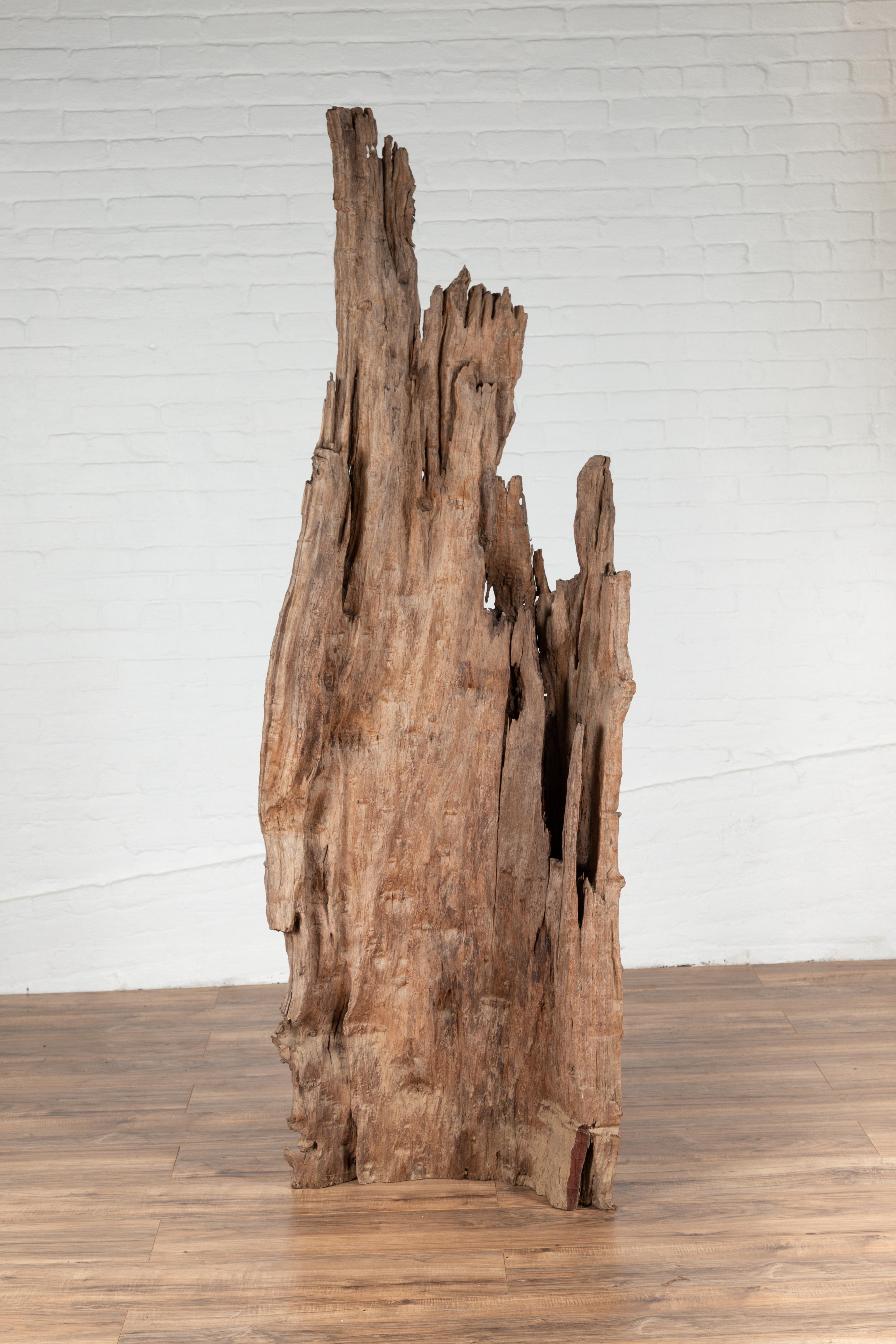 Grande sculpture ancienne en bois flotté du nord de la Thaïlande, provenant de la région de Chiang Mai. Cette sculpture d'arbre charismatique a été trouvée près de la rivière Ping et présente une grande silhouette rustique. Parfaite pour être placée