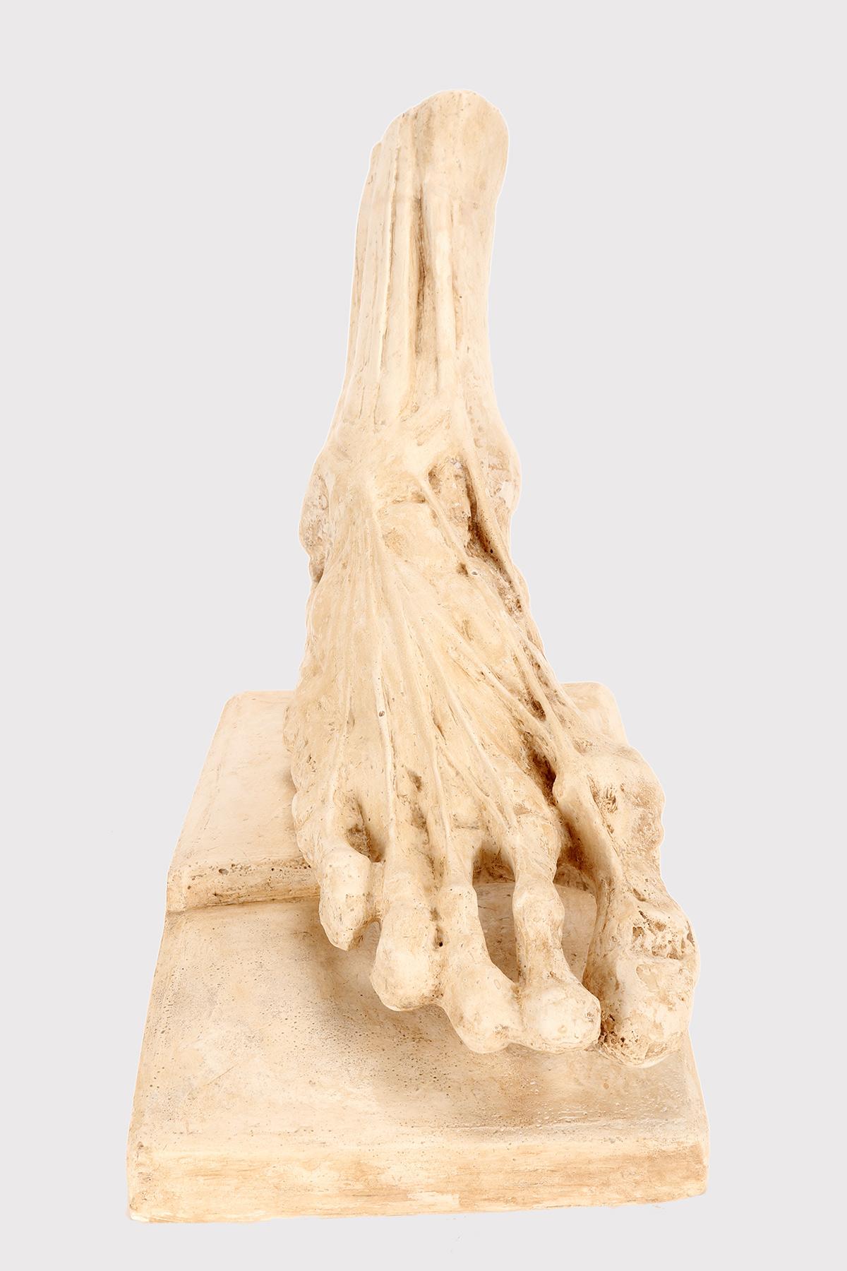 Modello anatomico per scuole, ad uso didattico, raffigurante un piede scorticato. Realizzato in gesso, in ottime condizioni e con la patina originale. Uso dello studio anatomico. Italia circa 1900.