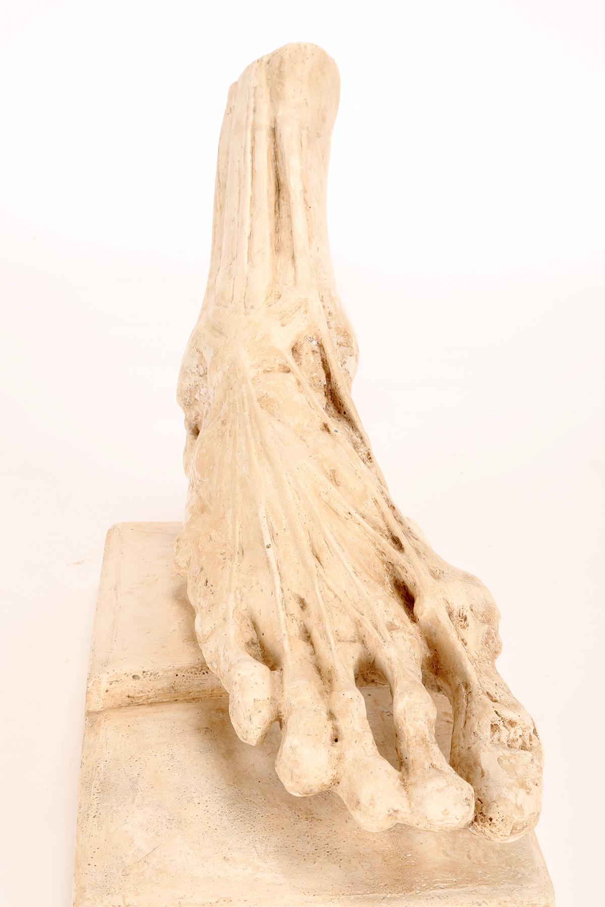 Antico modello anatomico in gesso di un piede scorticato, Italia 1900. in vendita 3