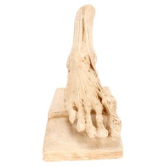 Antico modello anatomico in gesso di un piede scorticato, Italia 1900.